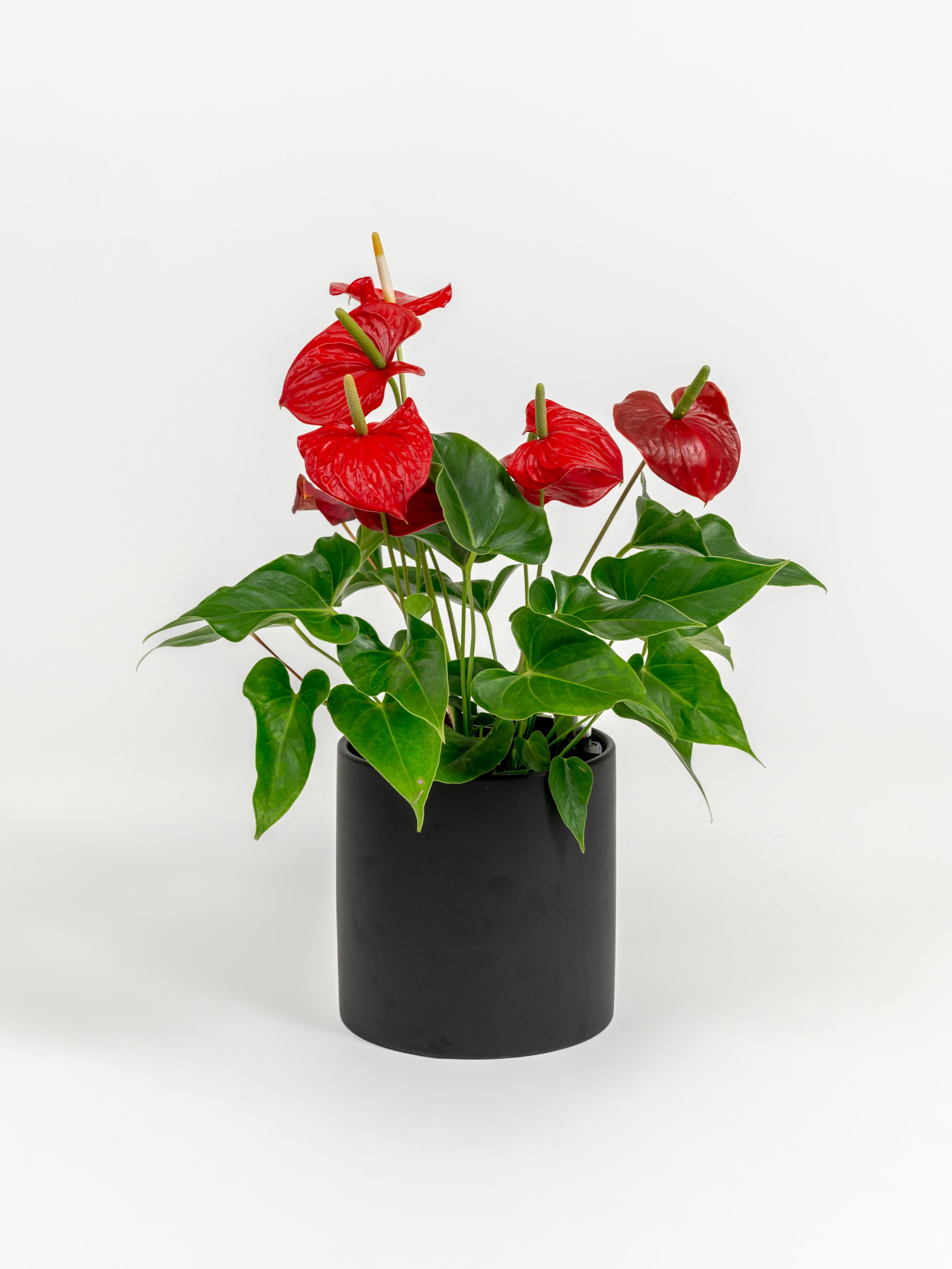 Anthurium Red - Anthurium andraeanum - in a medium black premium self-watering ceramic pot - pacific planter