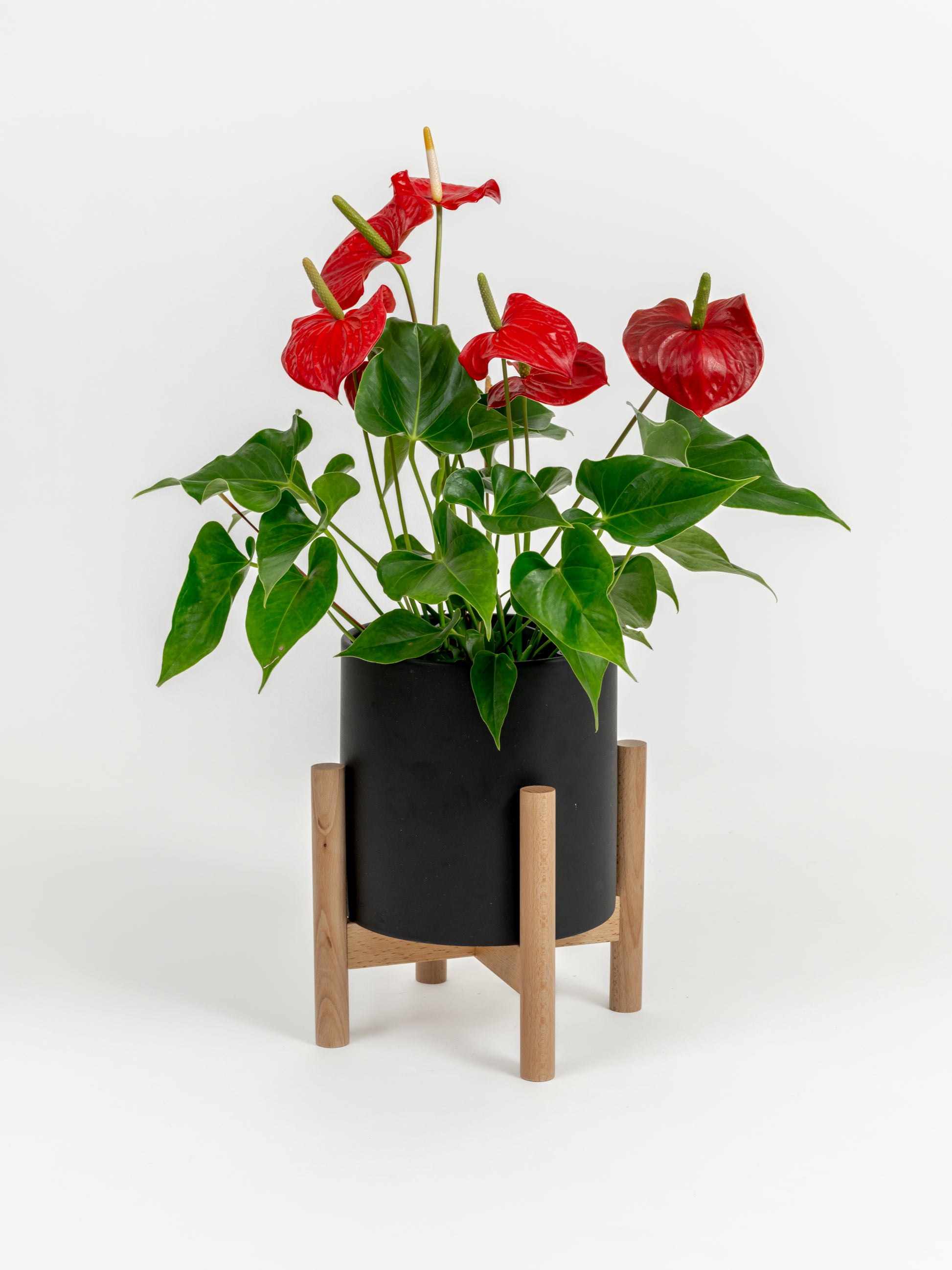 Anthurium Red - Anthurium andraeanum - in a medium black premium self-watering ceramic pot - pacific planter - in a birchwood stand