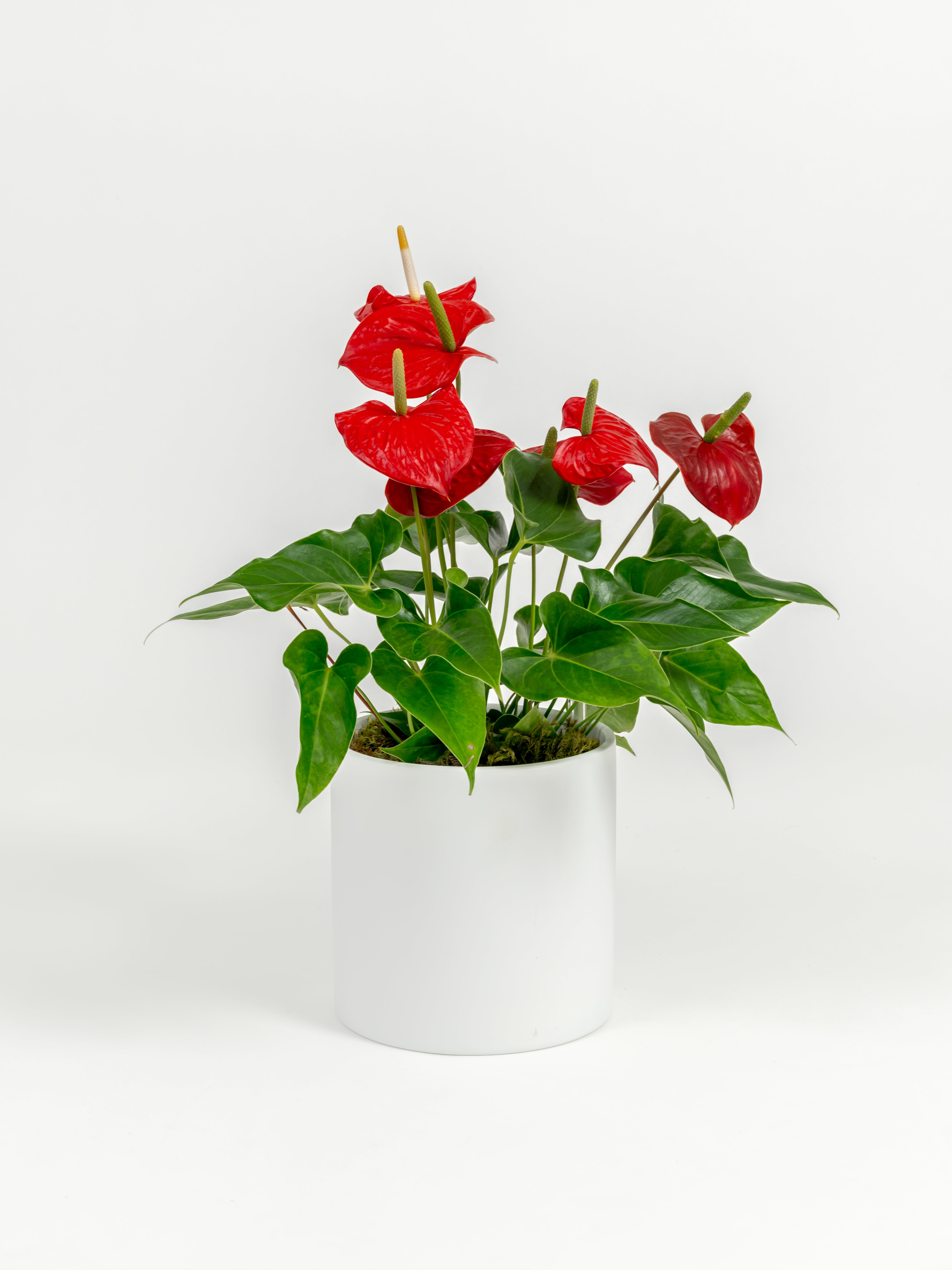 Anthurium Red - Anthurium andraeanum - in a medium white premium self-watering ceramic pot - pacific planter