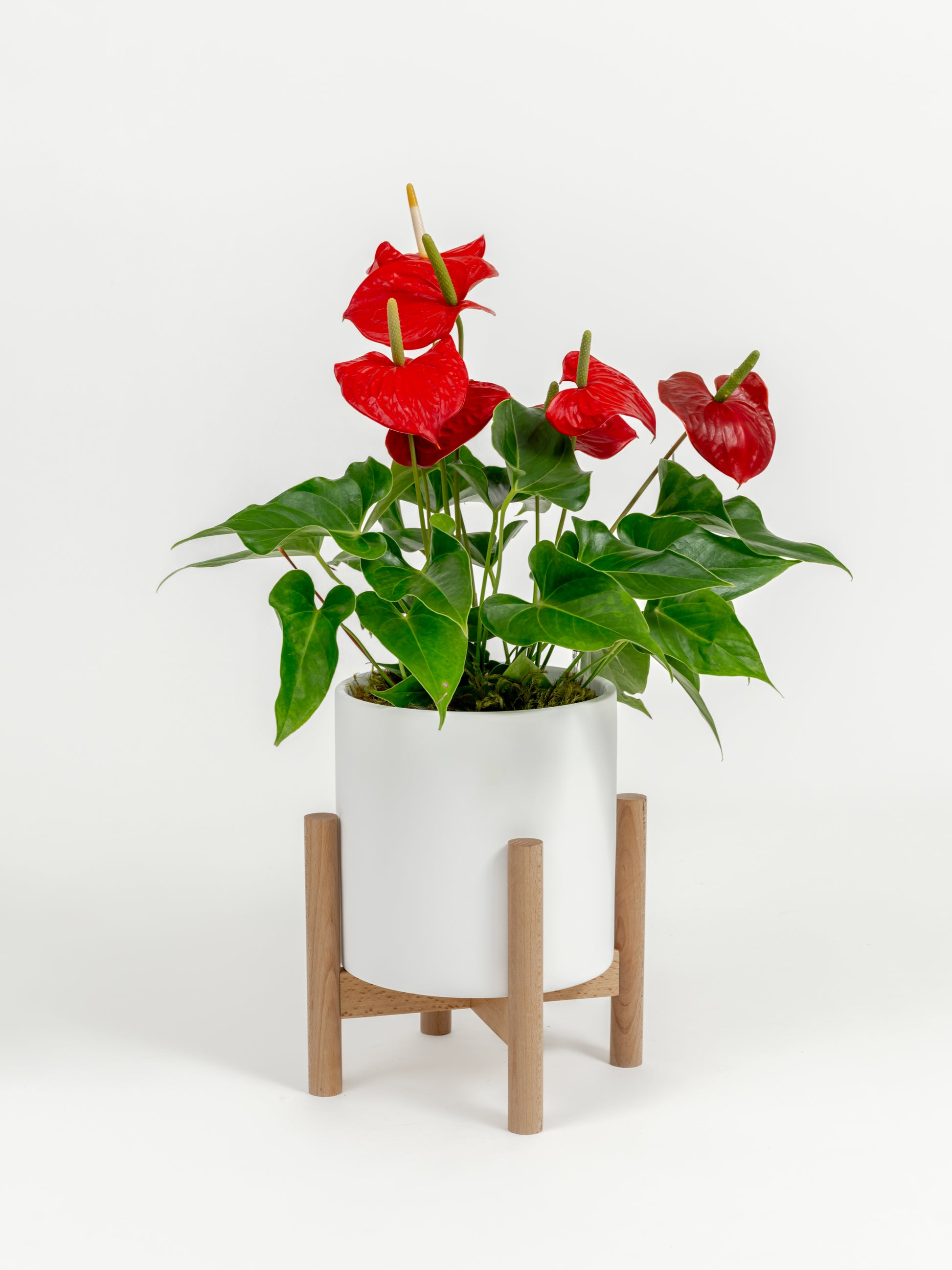 Anthurium Red - Anthurium andraeanum - in a medium white premium self-watering ceramic pot - pacific planter - in a birchwood stand