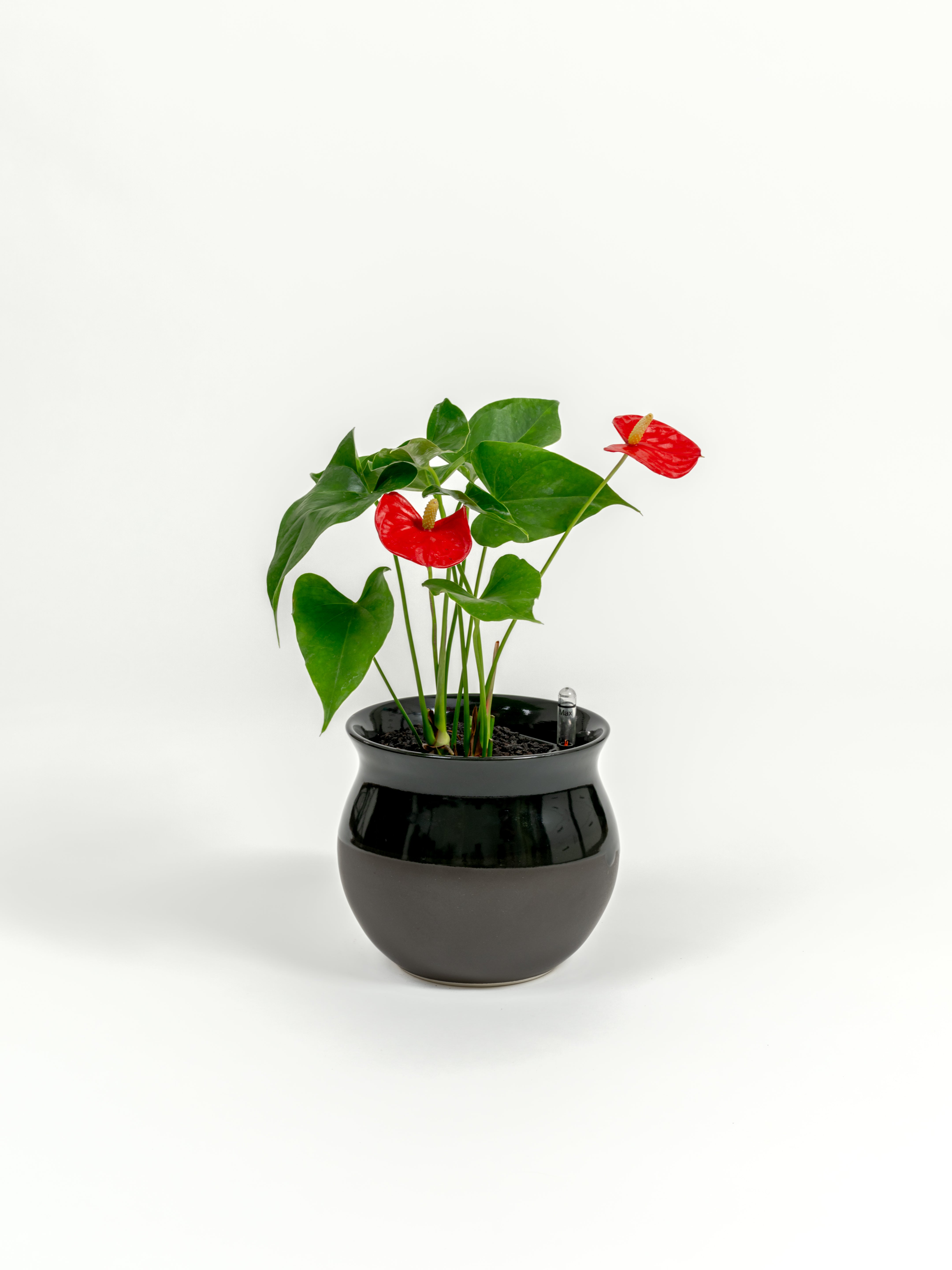 Anthurium Red - Anthurium andraeanum - in a small dipped black premium self-watering ceramic pot - leucadia planter