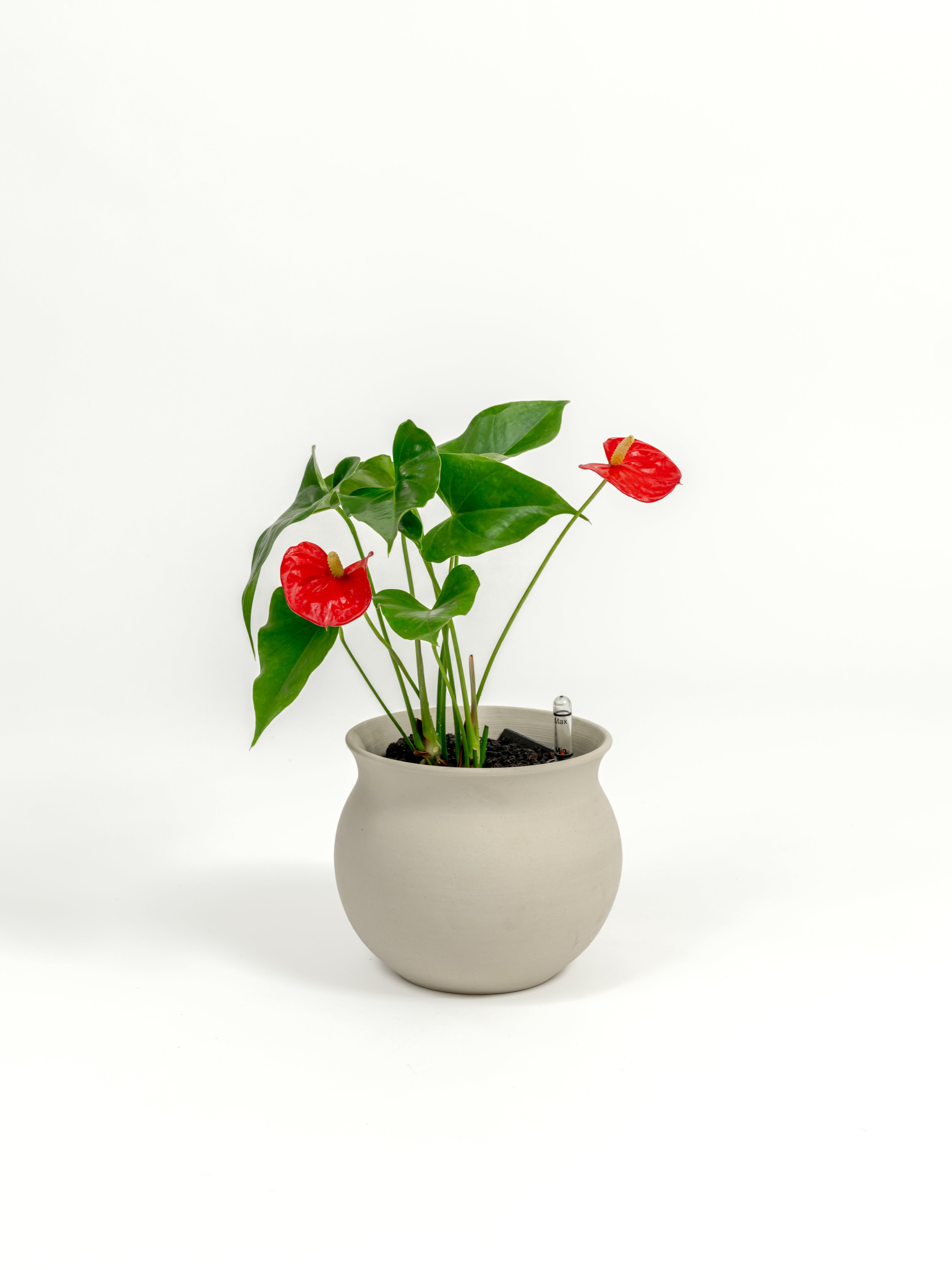 Anthurium Red - Anthurium andraeanum - in a small natural clay premium self-watering ceramic pot - leucadia planter