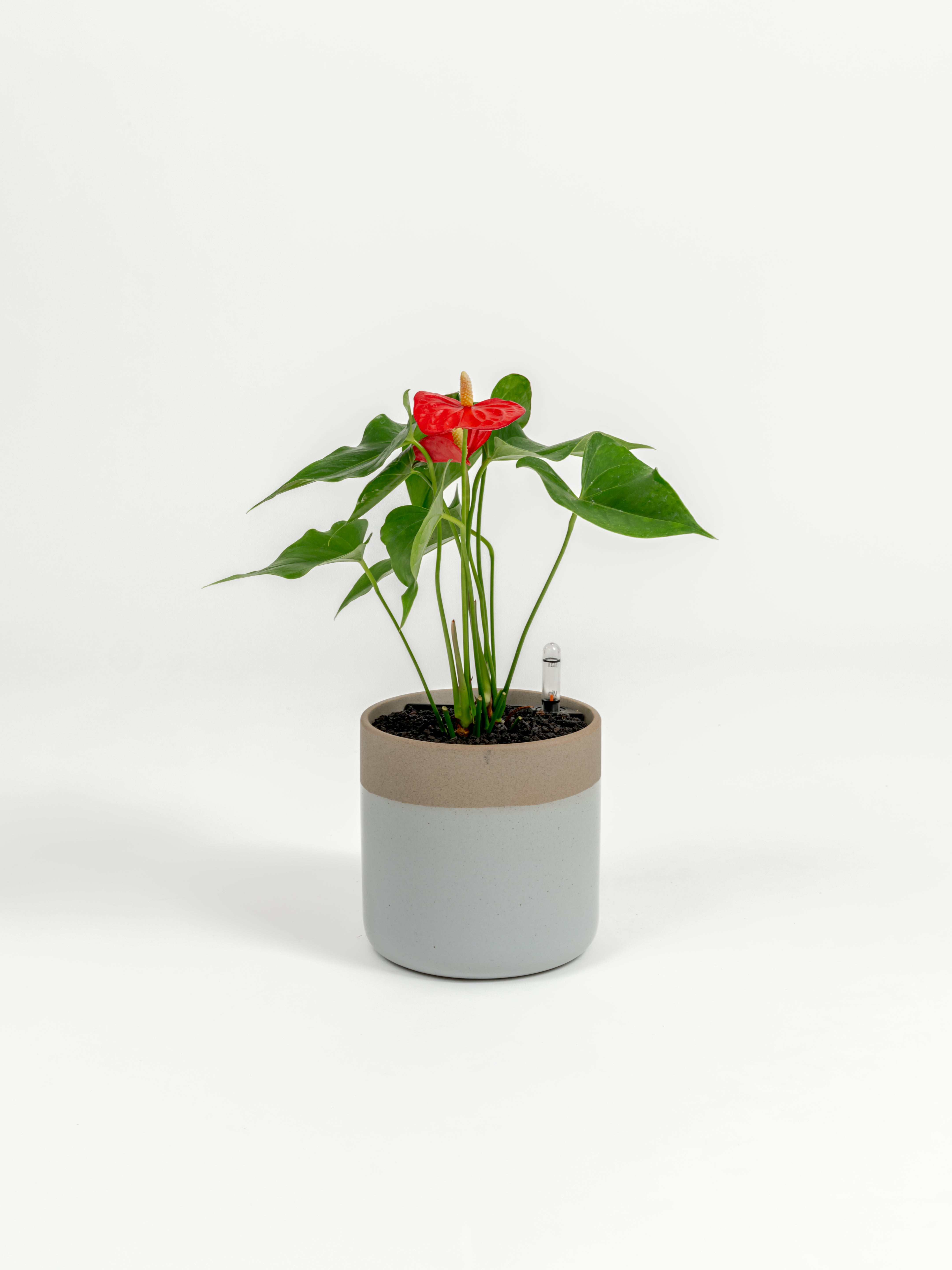 Anthurium Red - Anthurium andraeanum - in a small dipped natural premium self-watering ceramic pot - mesa planter