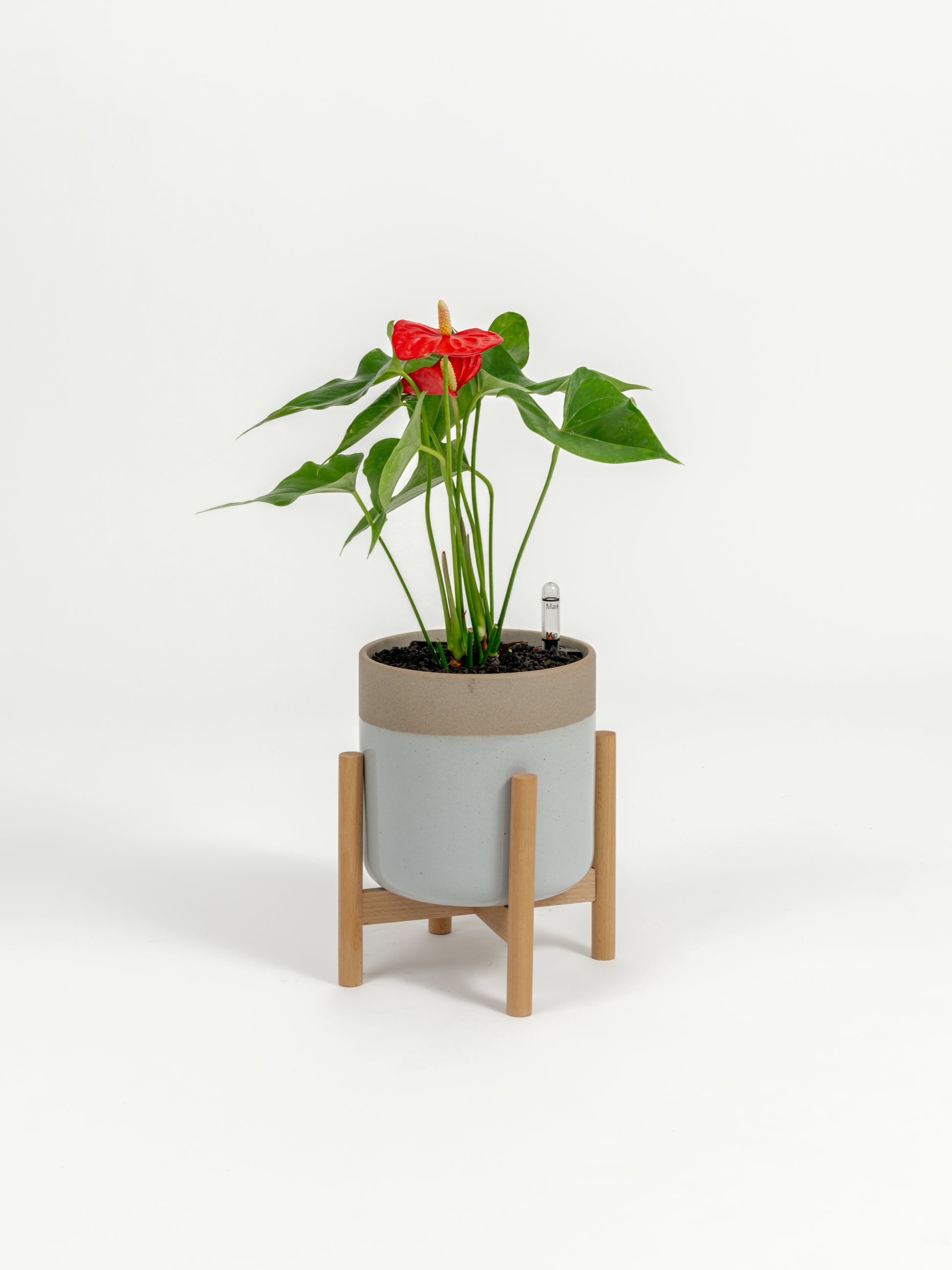 Anthurium Red - Anthurium andraeanum - in a small dipped natural premium self-watering ceramic pot - mesa planter - in a birchwood stand