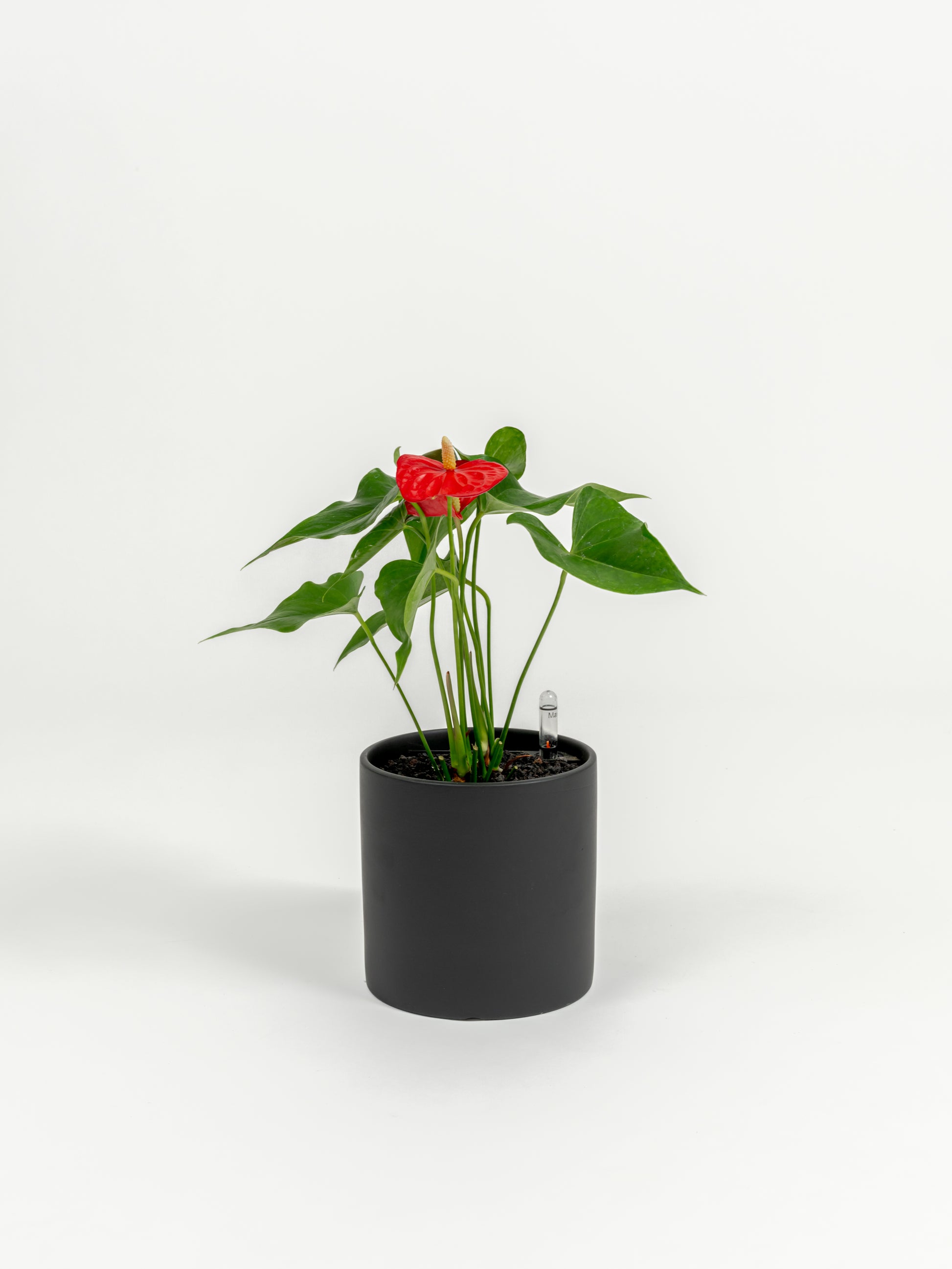 Anthurium Red - Anthurium andraeanum - in a small black premium self-watering ceramic pot - pacific planter