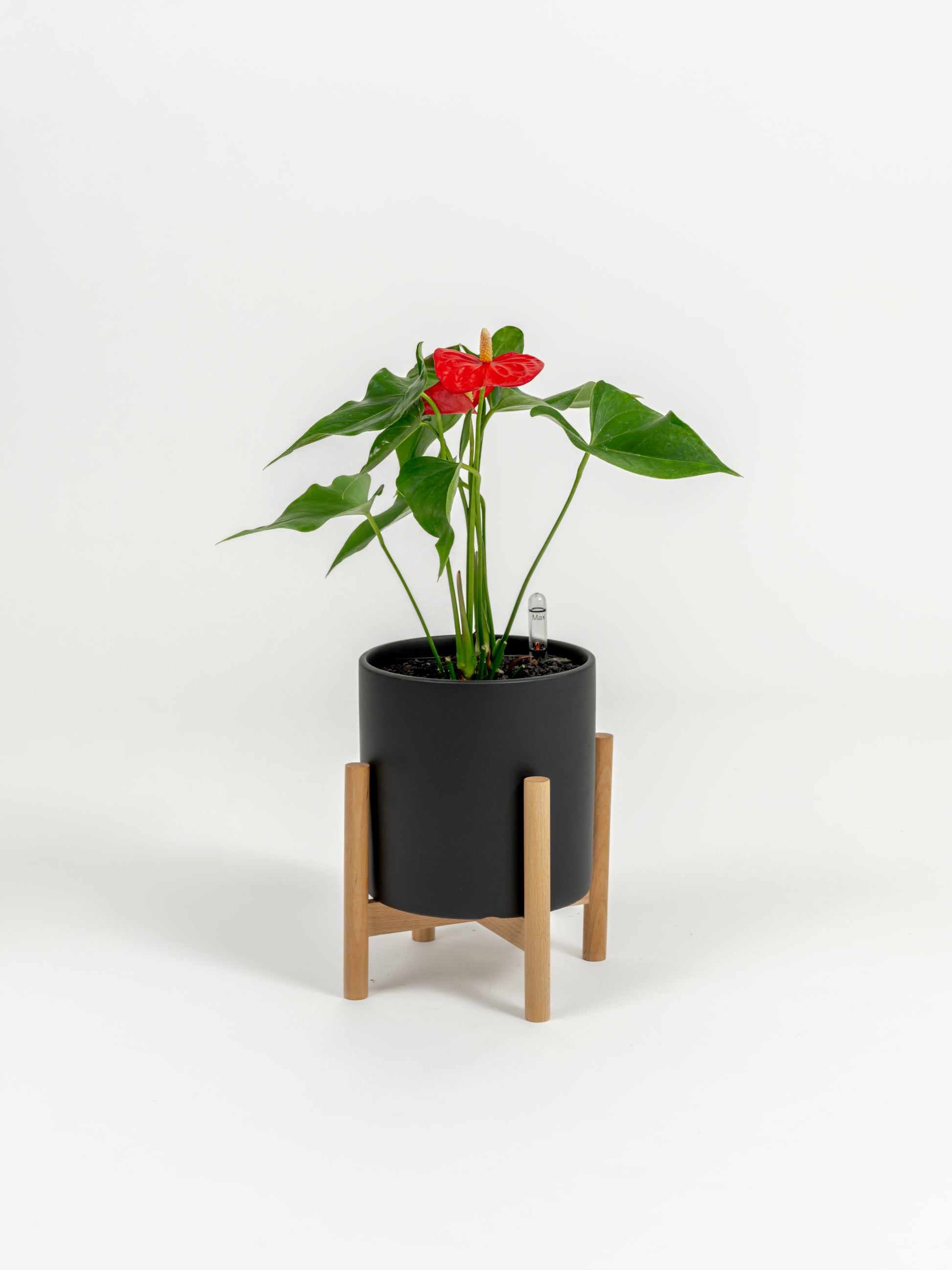 Anthurium Red - Anthurium andraeanum - in a small black premium self-watering ceramic pot - pacific planter - in a birchwood stand