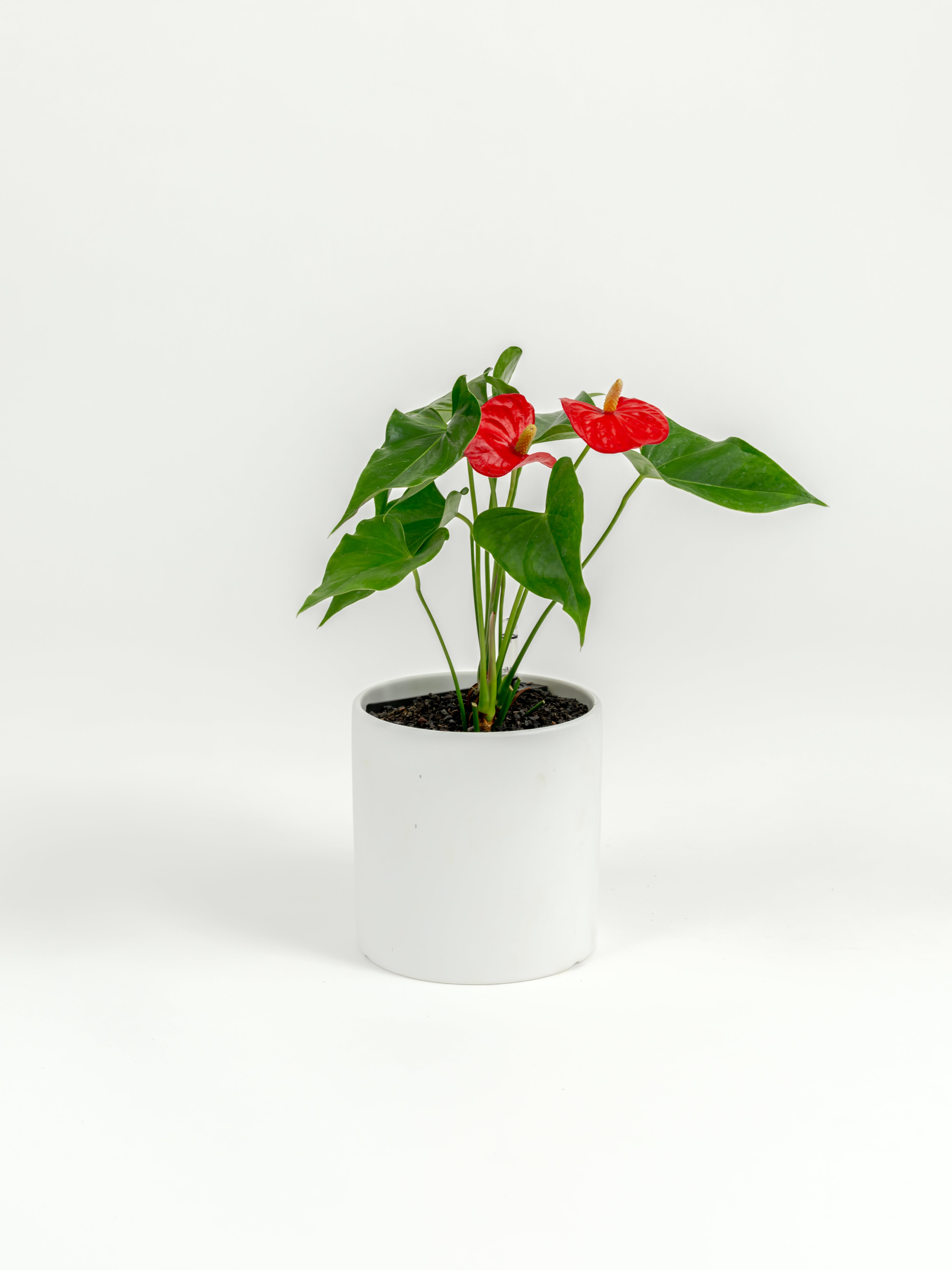 Anthurium Red - Anthurium andraeanum - in a small white premium self-watering ceramic pot - pacific planter