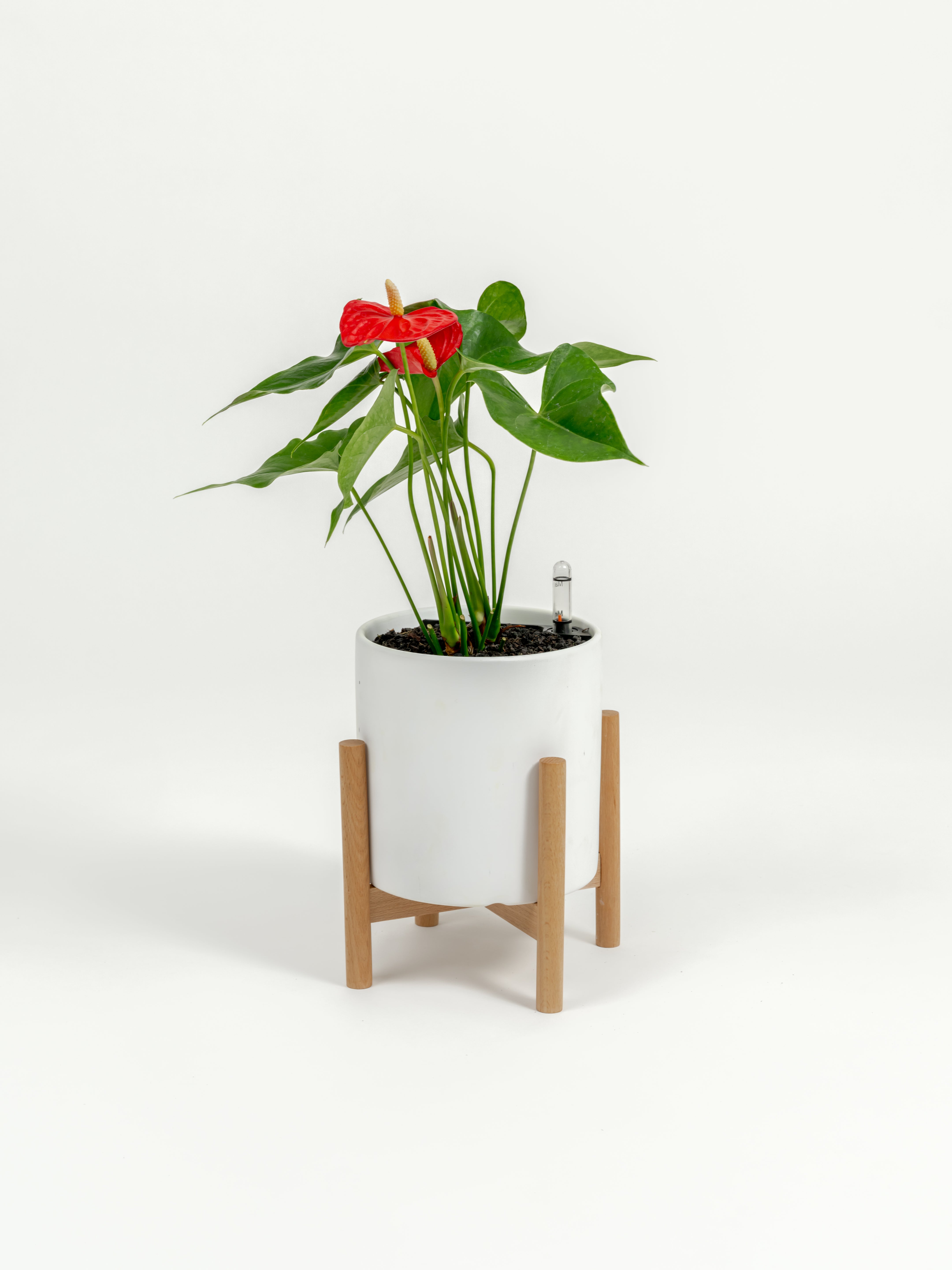 Anthurium Red - Anthurium andraeanum - in a small white premium self-watering ceramic pot - pacific planter - in a birchwood stand