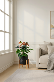 Anthurium andraeanum 'Pink'