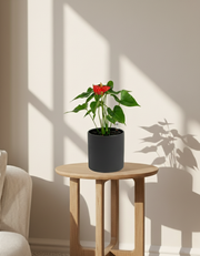 Anthurium andraeanum