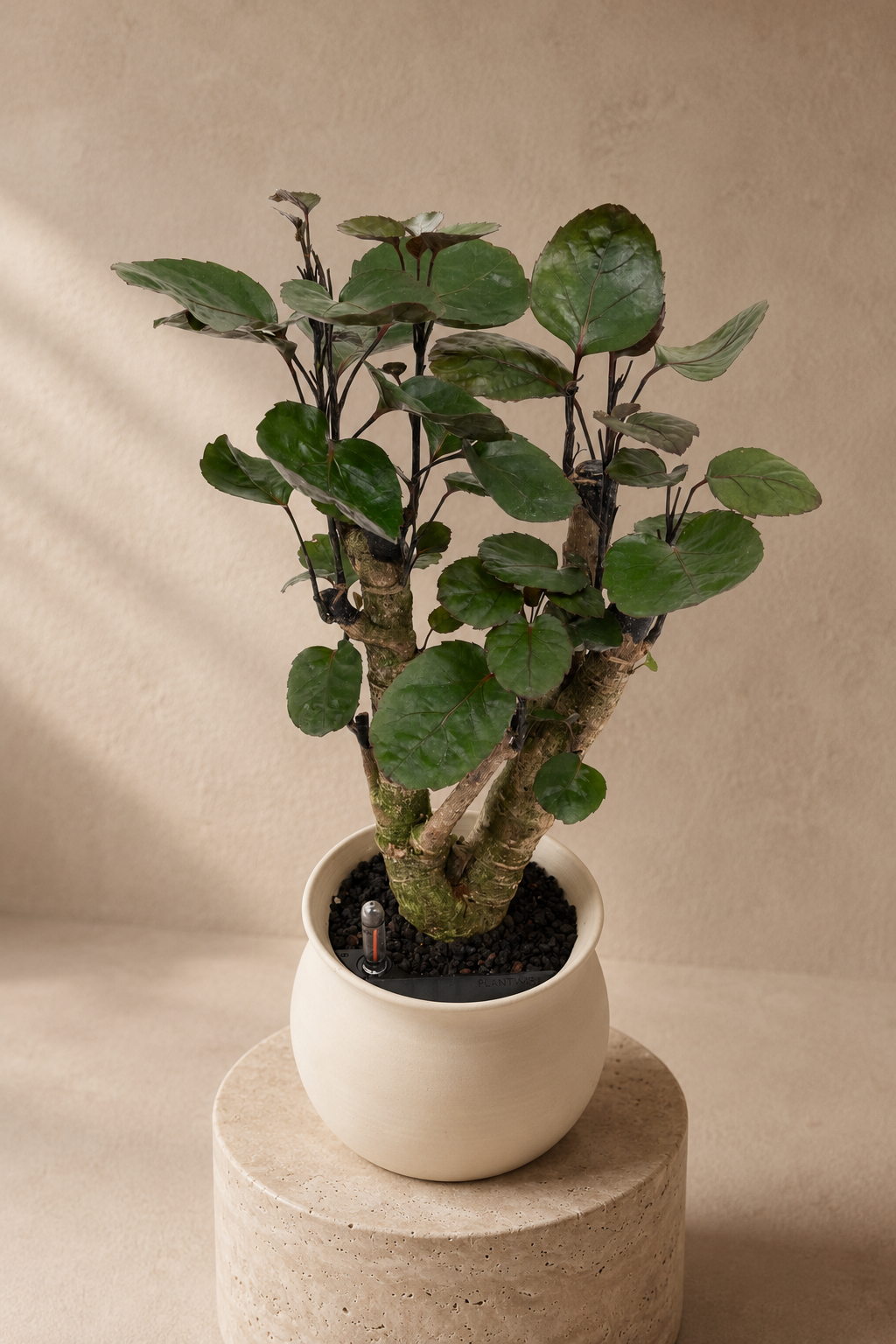 Aralia Fabian - Plantwell Studio