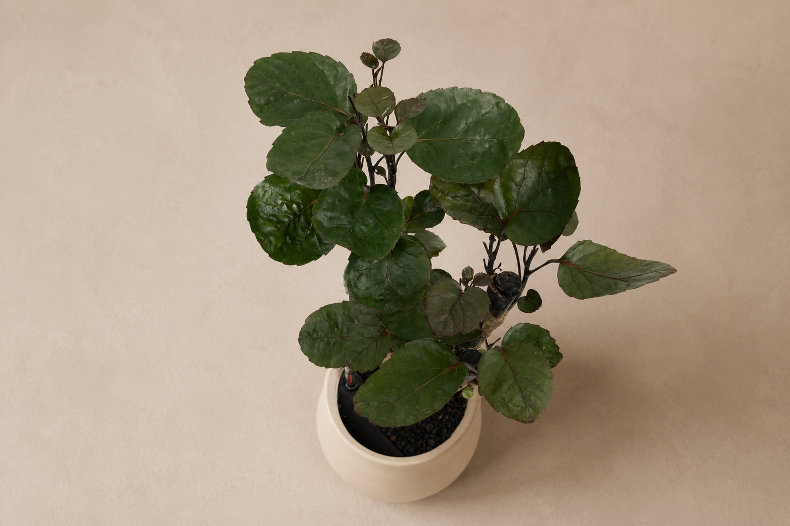 Aralia Fabian - Plantwell Studio