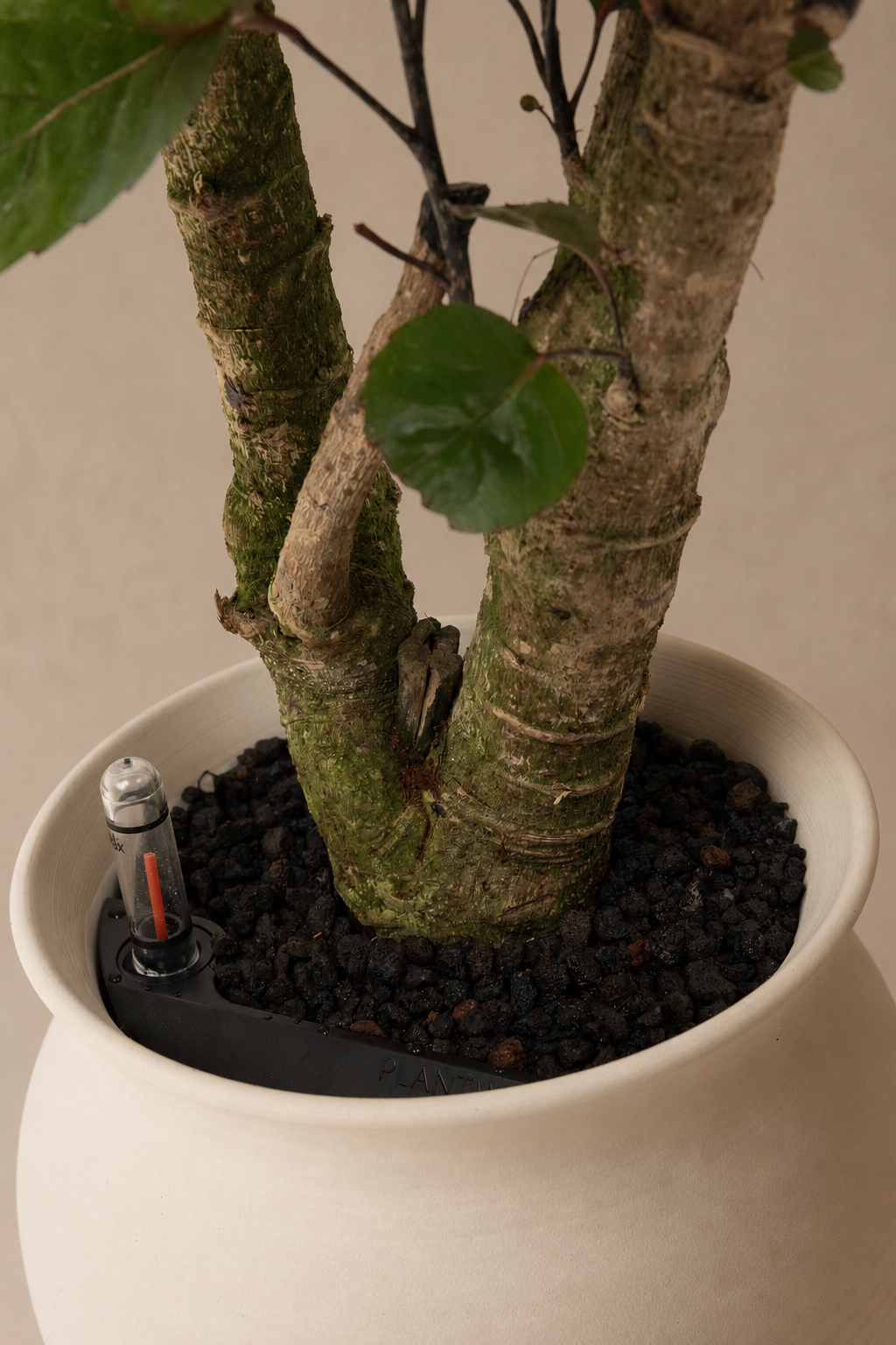 Aralia Fabian - Plantwell Studio