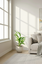 Chrysalidocarpus lutescens