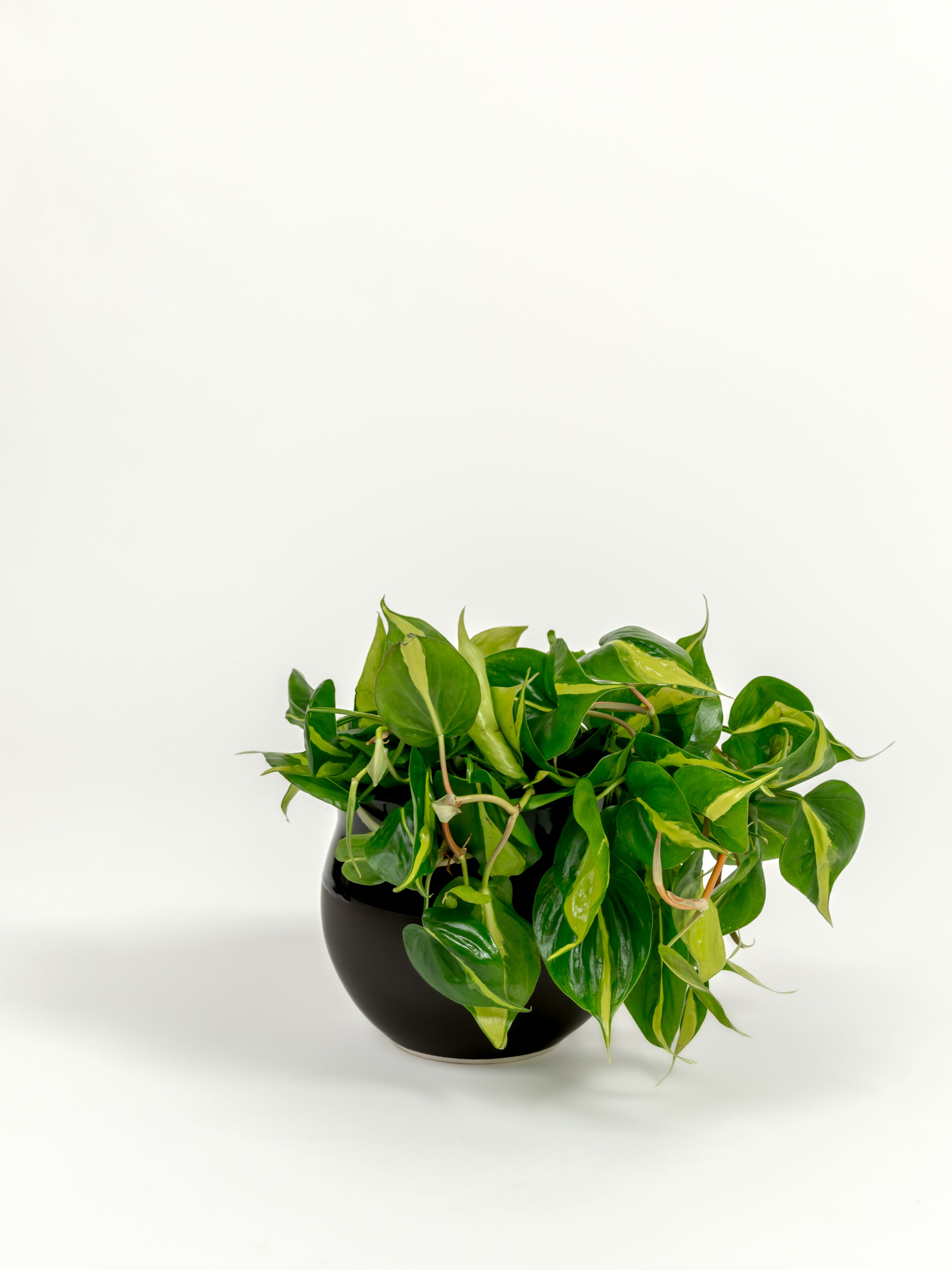 Philodendron Brazil - Philodendron hederaceum 'Brasil' - in a medium dipped black premium self-watering ceramic pot - leucadia planter