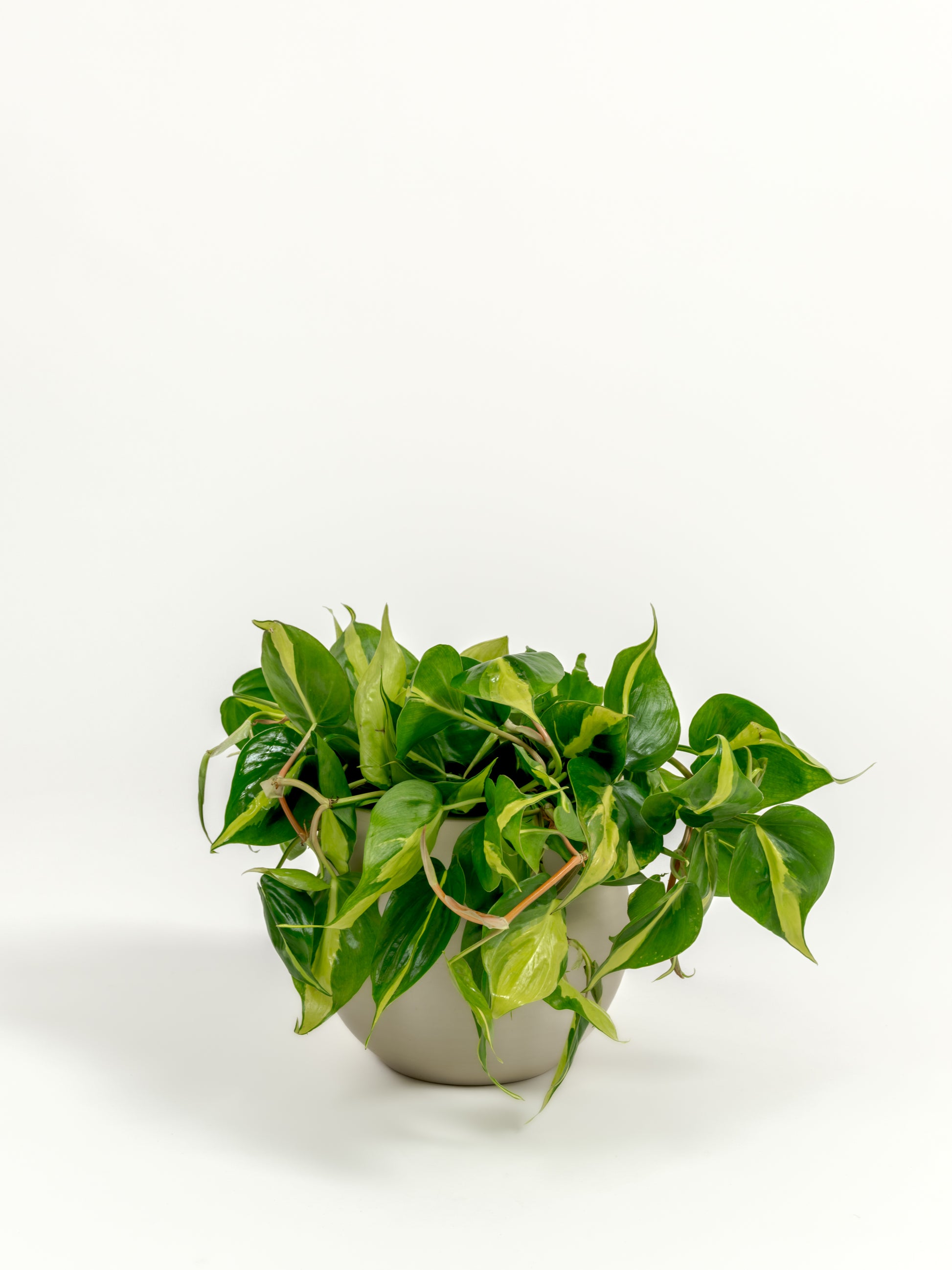 Philodendron Brazil - Philodendron hederaceum 'Brasil' - in a medium natural clay premium self-watering ceramic pot - leucadia planter