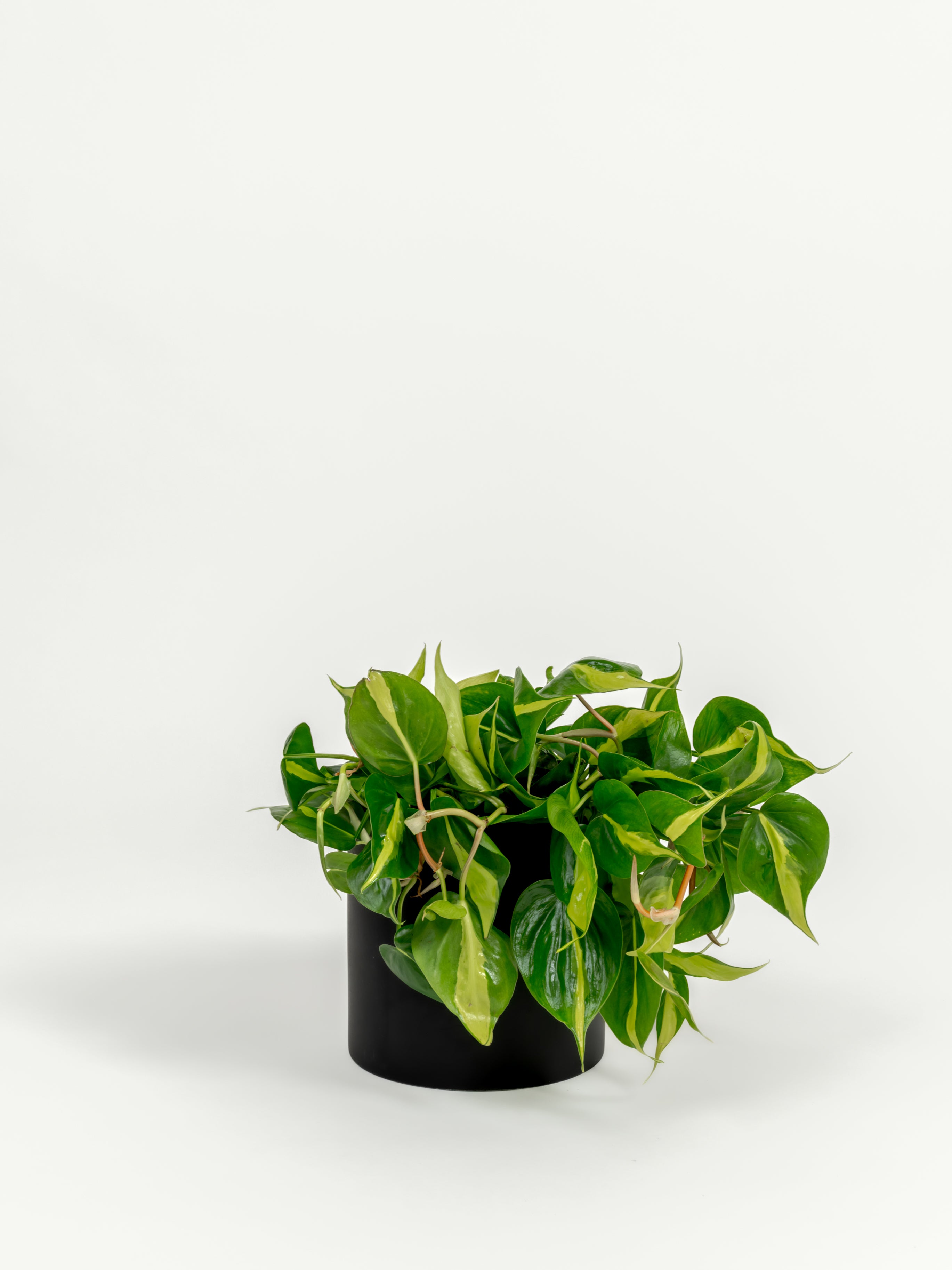 Variegated heartleaf Philodendron Brasil in stylish self-watering planter with trailing vines