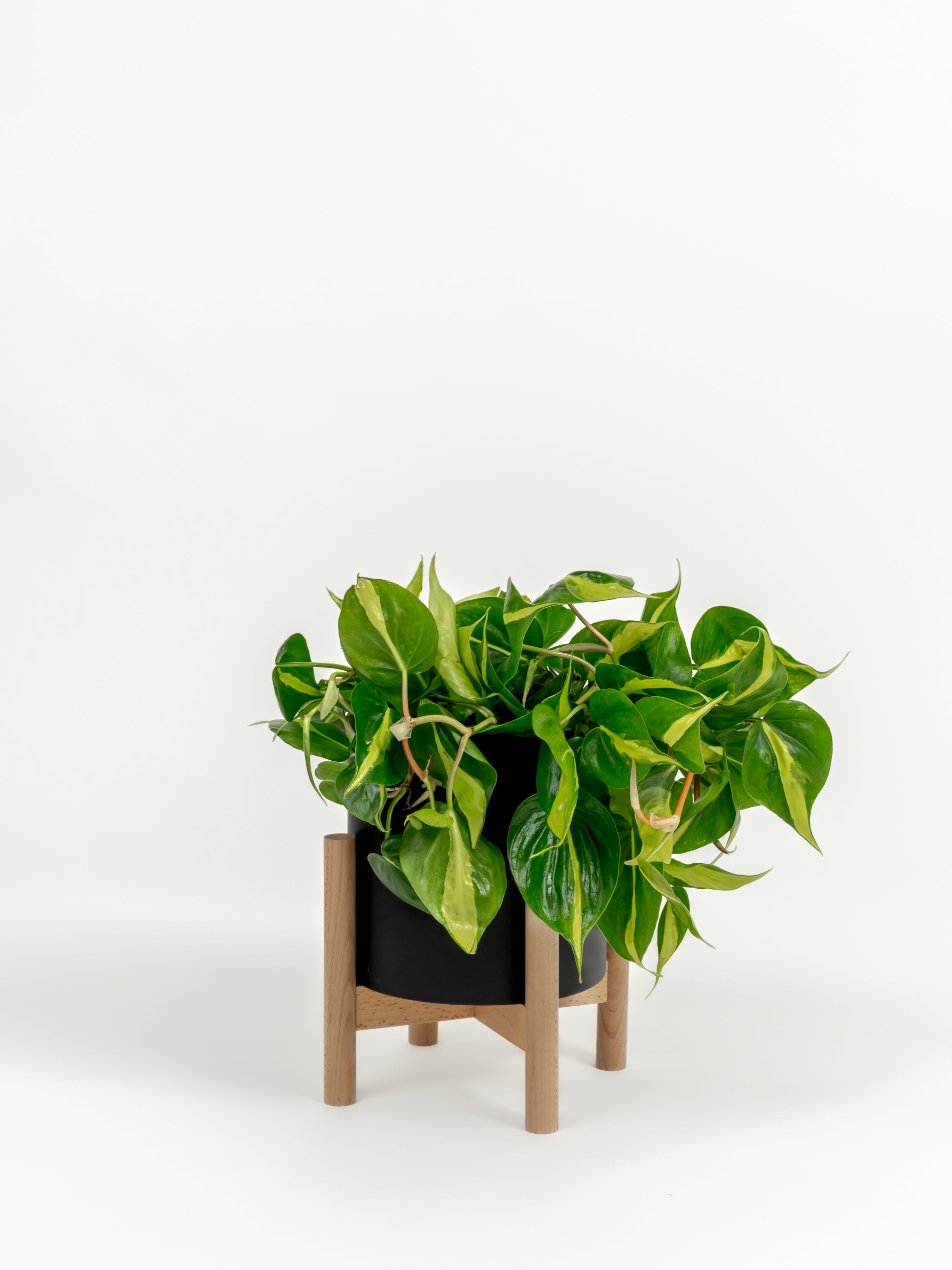 Established Philodendron Brasil with trailing golden variegated vines in self-watering planter
