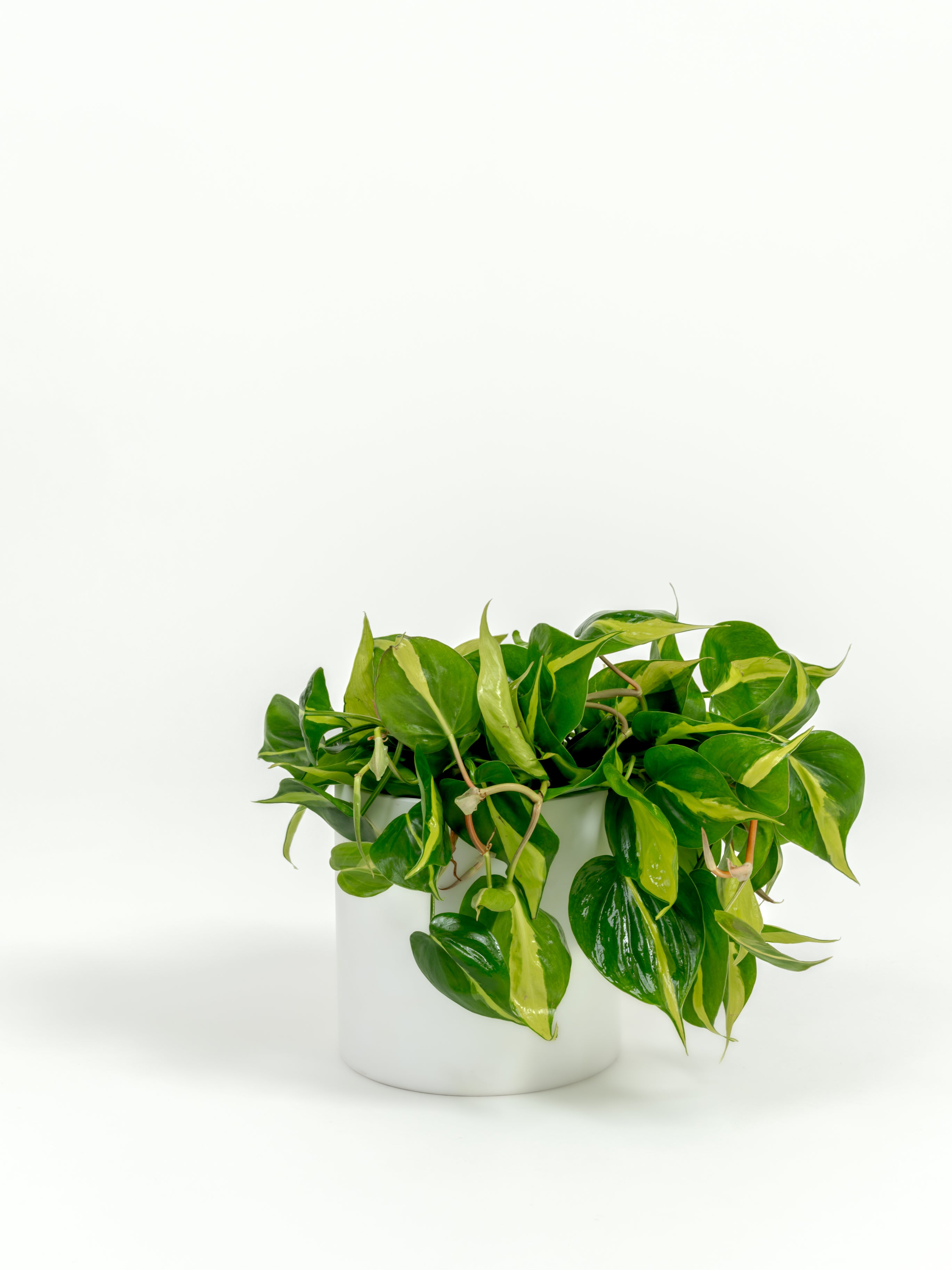 Medium Philodendron hederaceum Brasil with lime and golden variegated leaves in self-watering pot