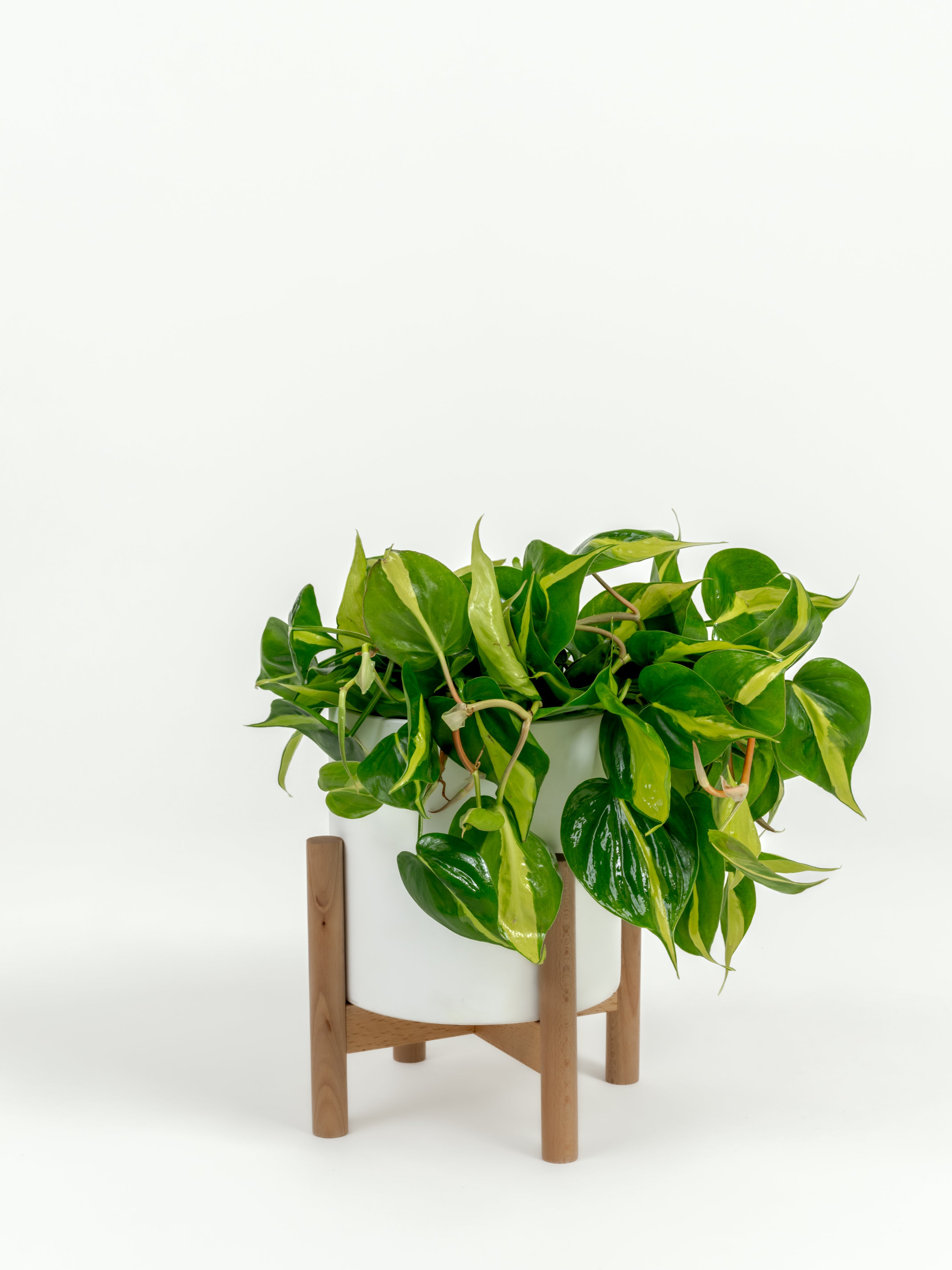 Fuller Philodendron Brasil trailing from modern self-watering planter indoors