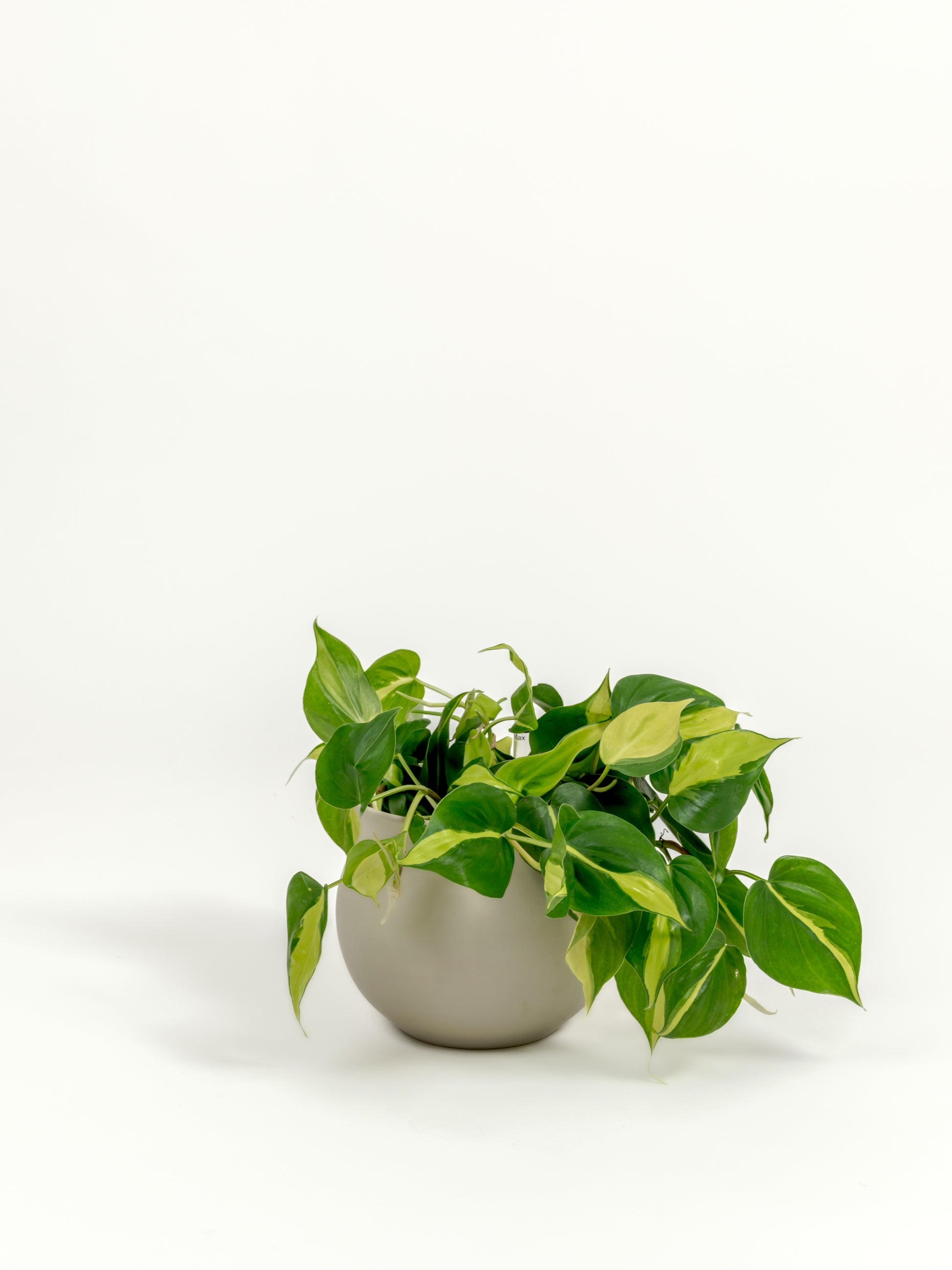 Philodendron Brazil - Philodendron hederaceum 'Brasil' - in a small natural clay premium self-watering ceramic pot - leucadia planter