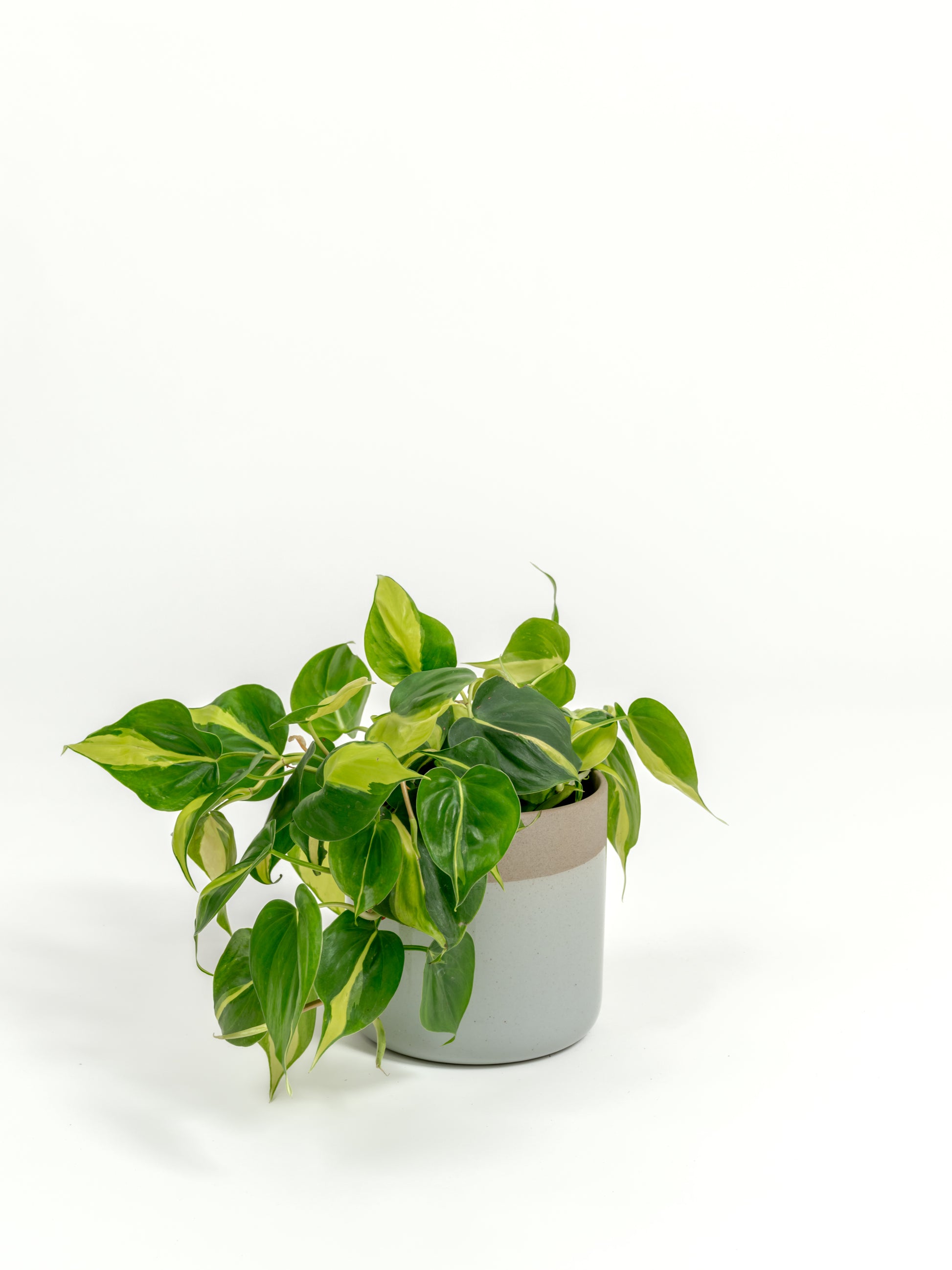 Philodendron Brazil - Philodendron hederaceum 'Brasil' - in a small dipped natural premium self-watering ceramic pot - mesa planter