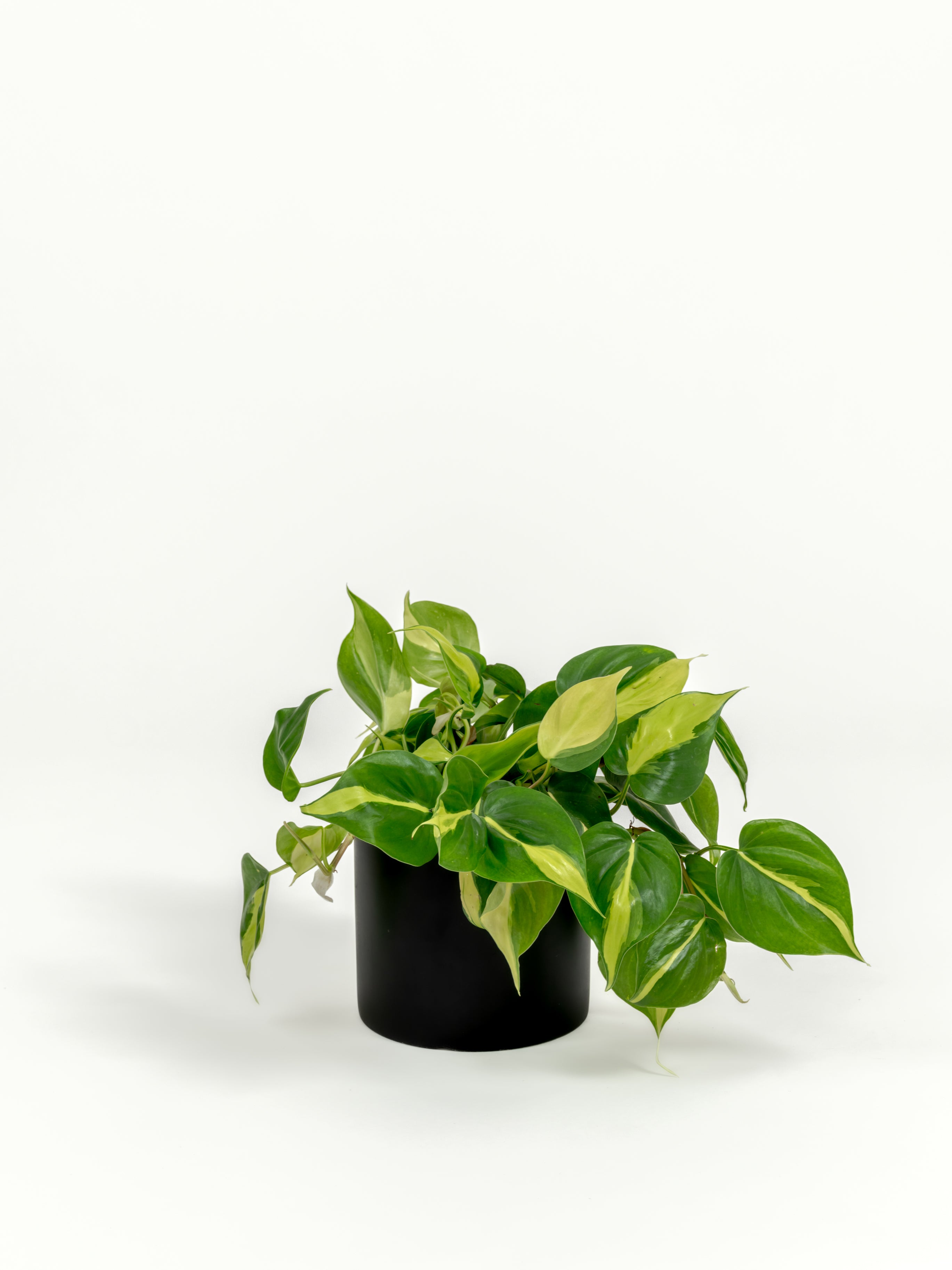 Philodendron Brazil - Philodendron hederaceum 'Brasil' - in a small black premium self-watering ceramic pot - pacific planter