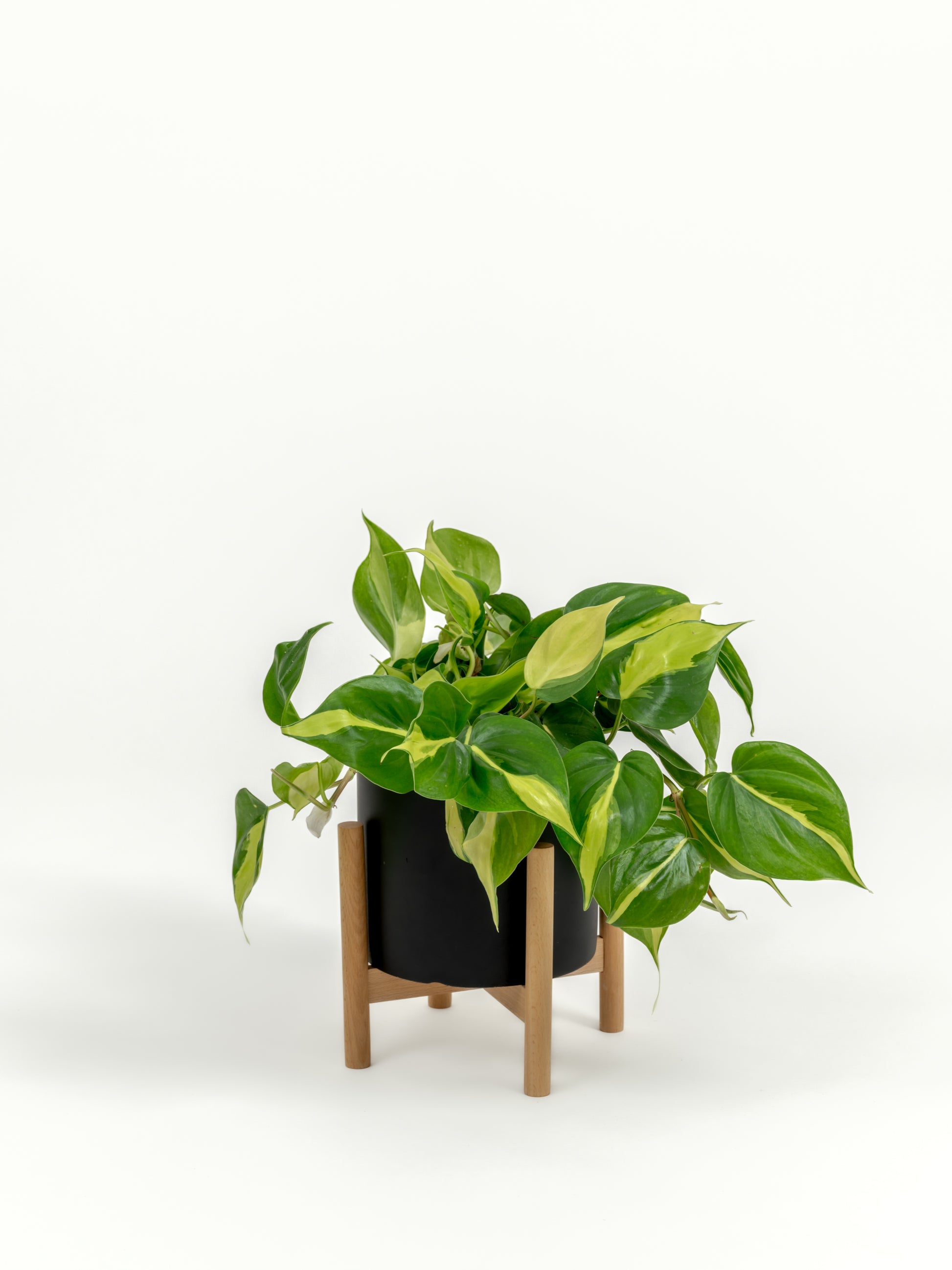 Philodendron Brazil - Philodendron hederaceum 'Brasil' - in a small black premium self-watering ceramic pot - pacific planter - in a birchwood stand