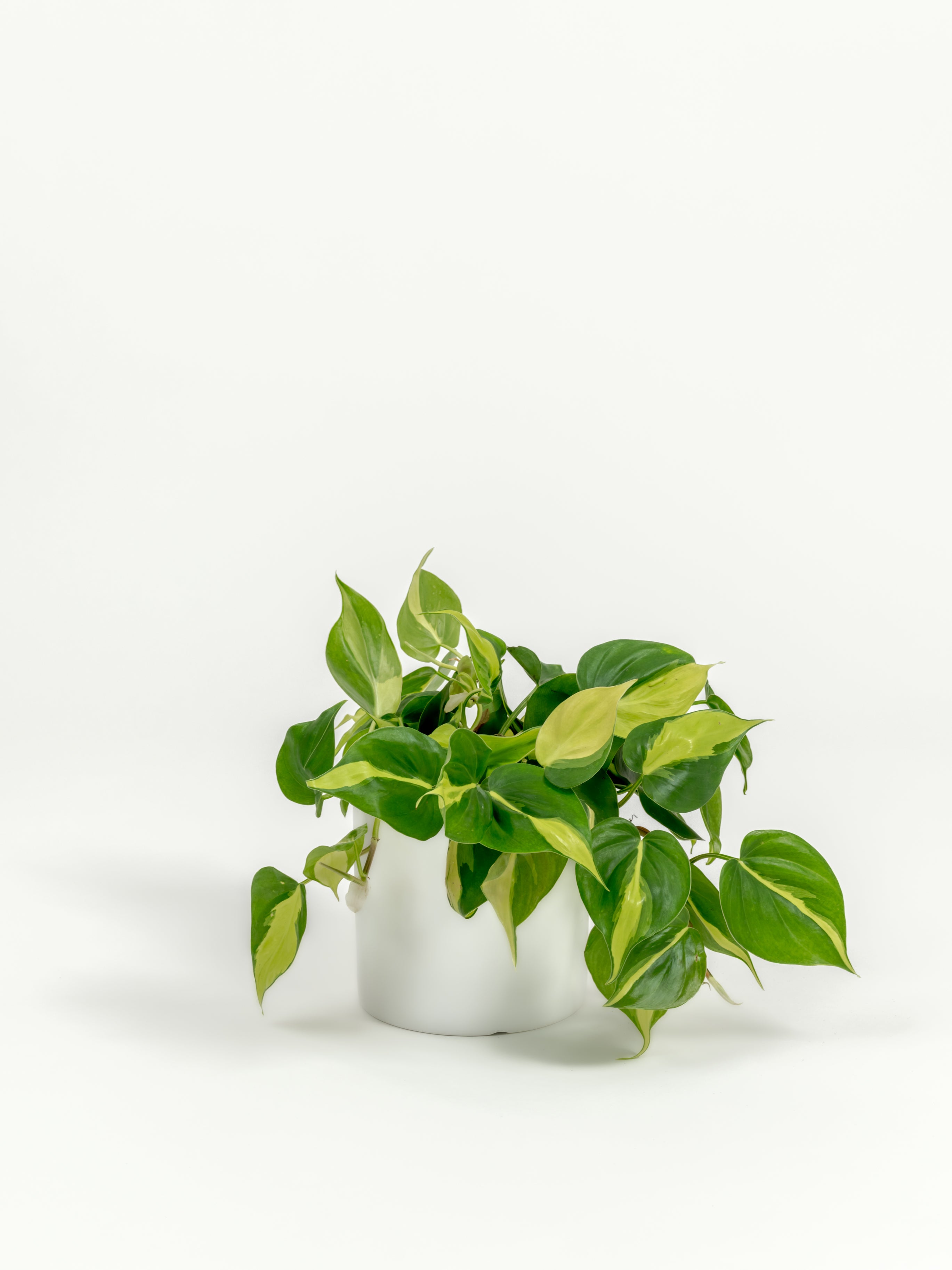 Philodendron Brazil - Philodendron hederaceum 'Brasil' - in a small white premium self-watering ceramic pot - pacific planter