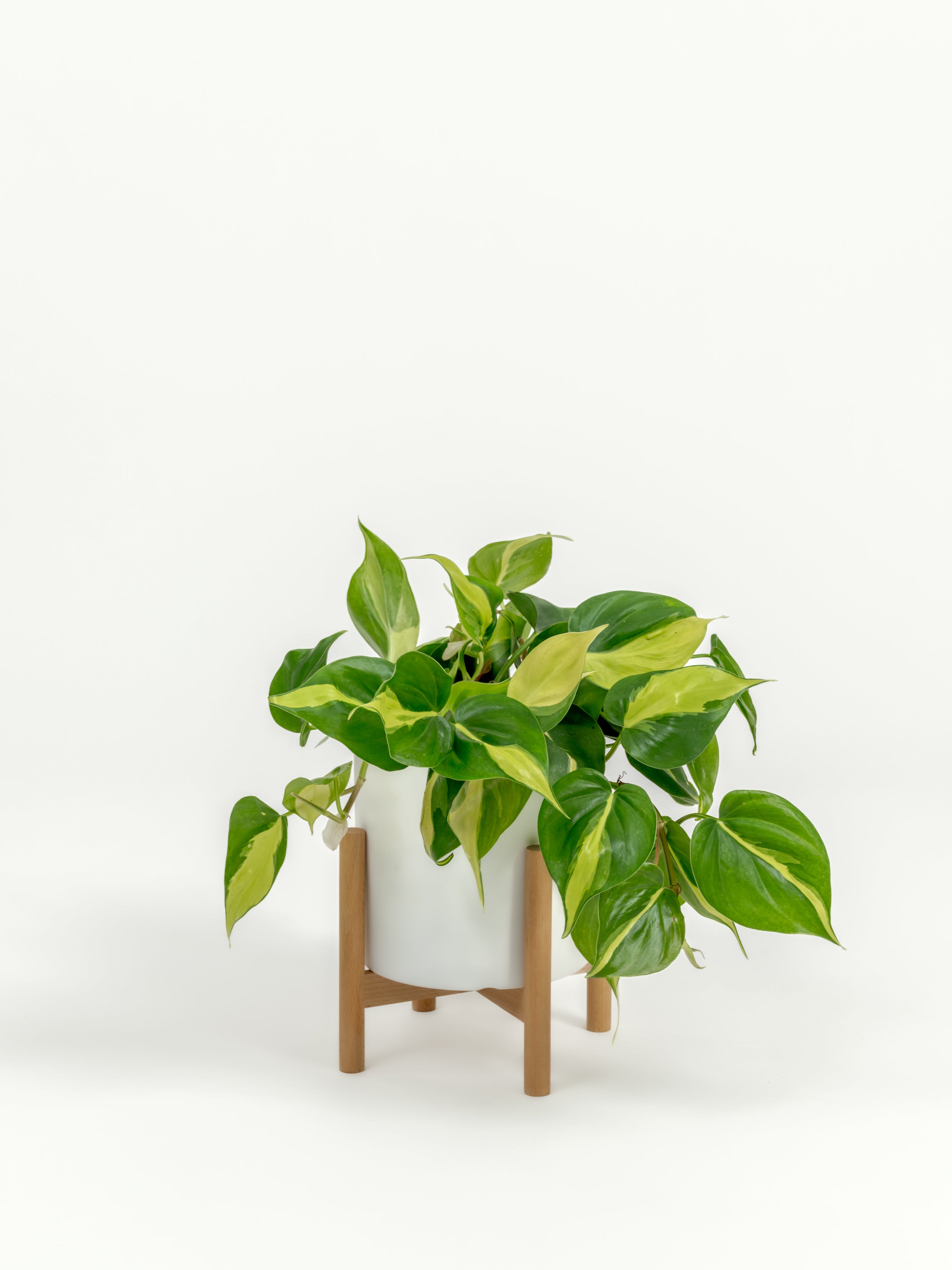Philodendron Brazil - Philodendron hederaceum 'Brasil' - in a small white premium self-watering ceramic pot - pacific planter - in a birchwood stand