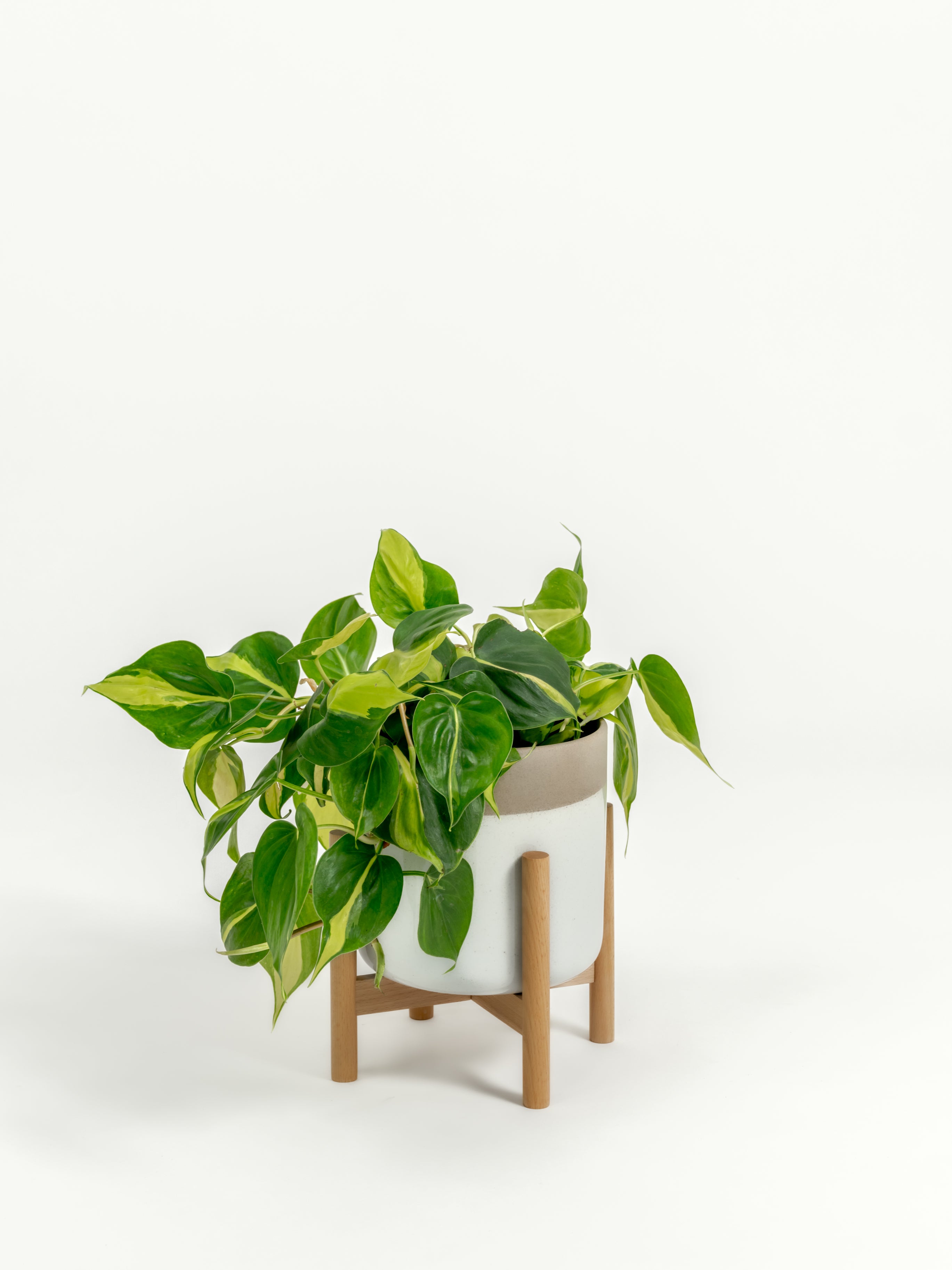 Philodendron Brazil - Philodendron hederaceum 'Brasil' - in a small dipped natural premium self-watering ceramic pot - mesa planter - in a birchwood stand