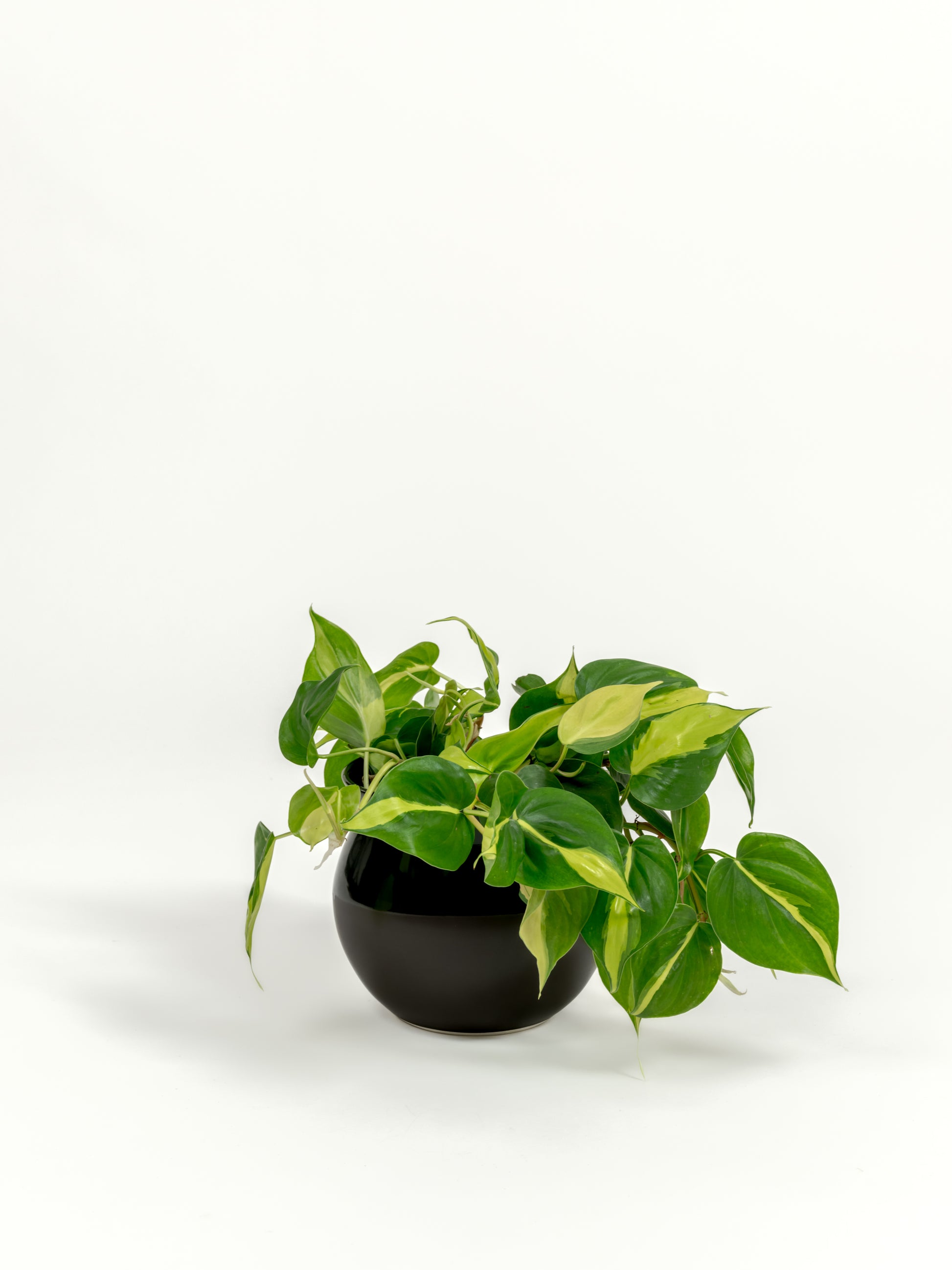 Philodendron Brazil - Philodendron hederaceum 'Brasil' - in a small dipped black premium self-watering ceramic pot - leucadia planter