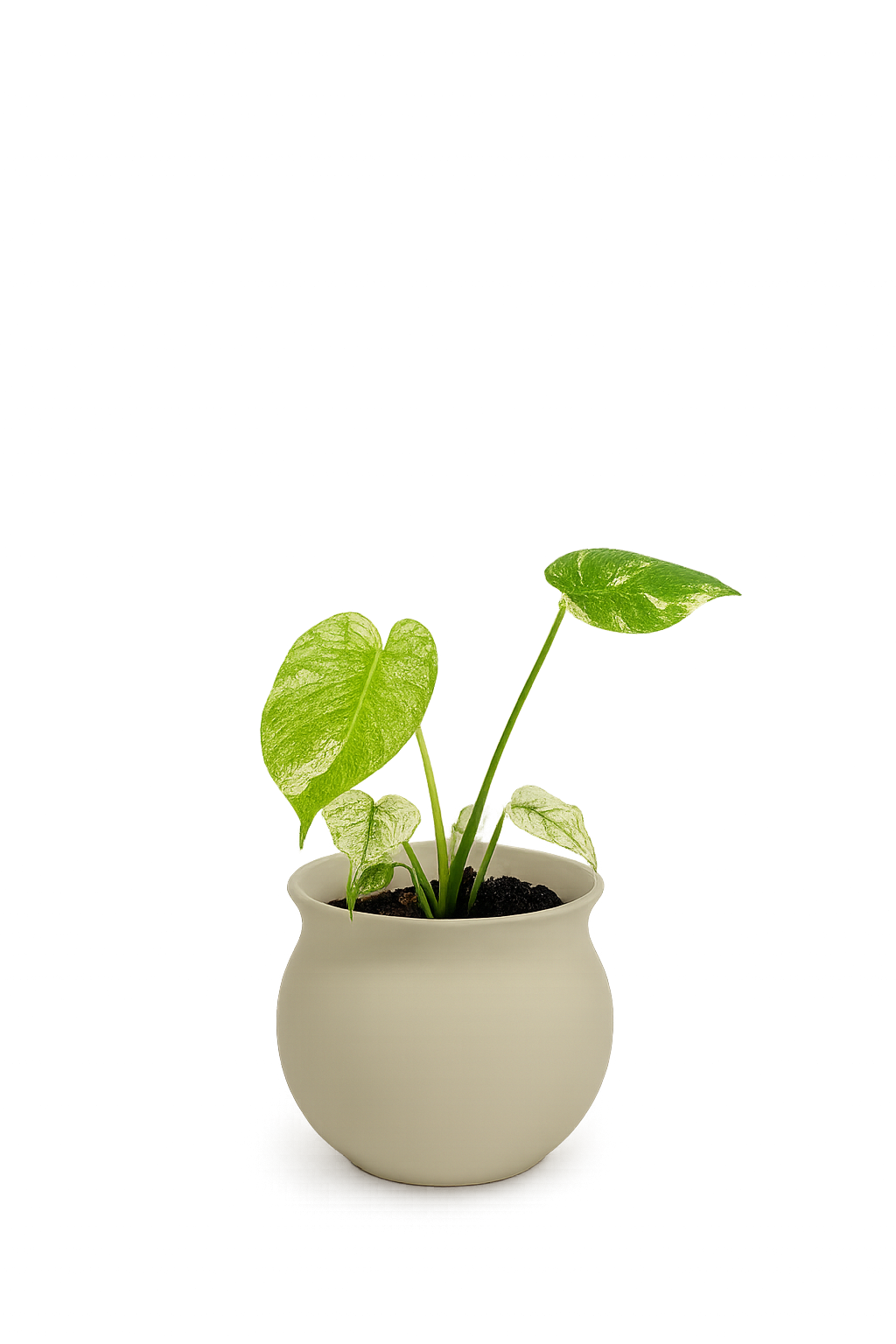 Monstera deliciosa 'White Monster' (small)