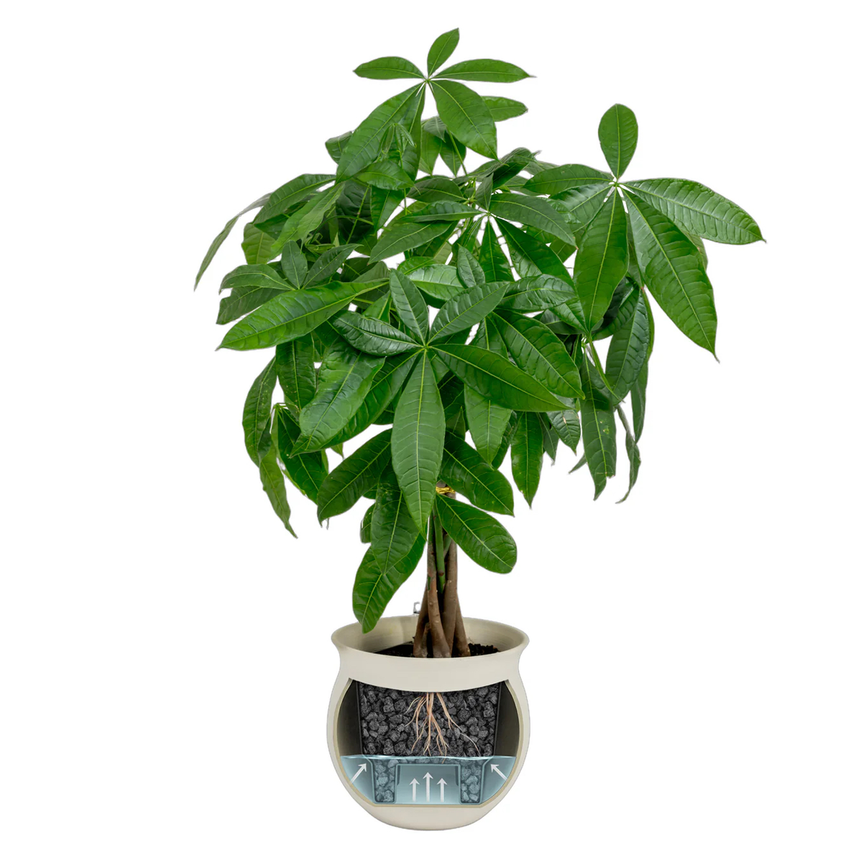 Money Tree