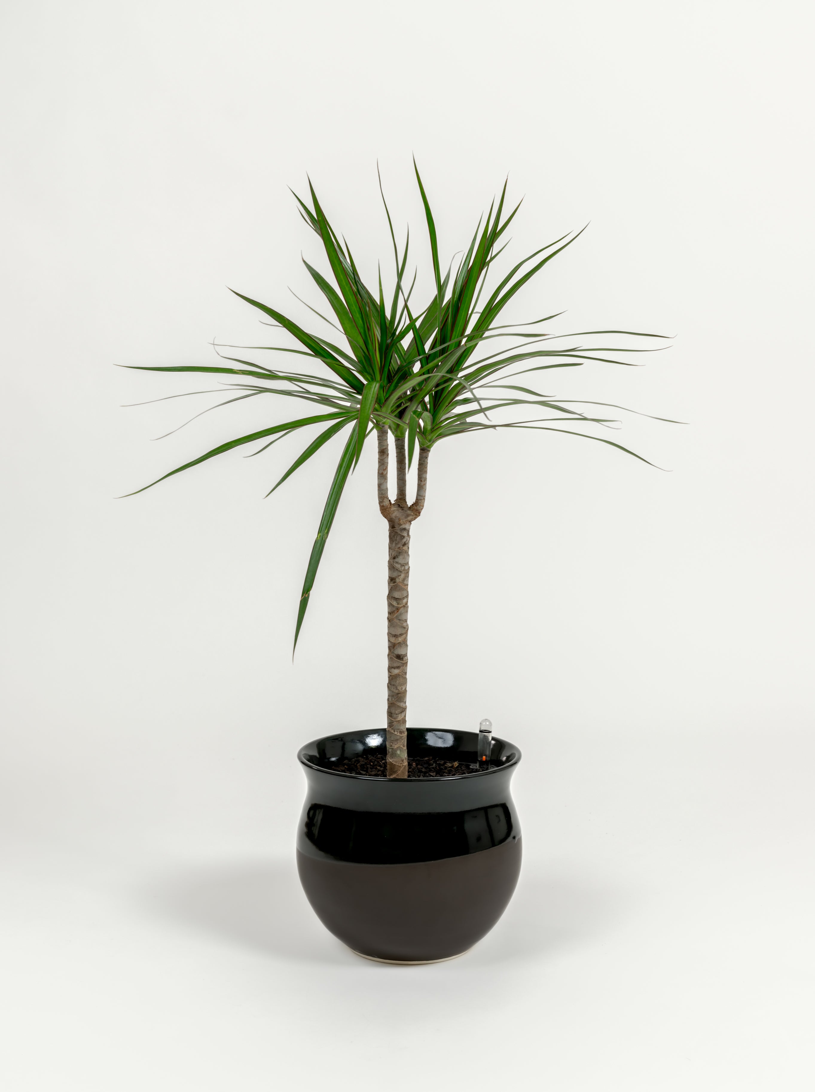Dracaena marginata (medium)