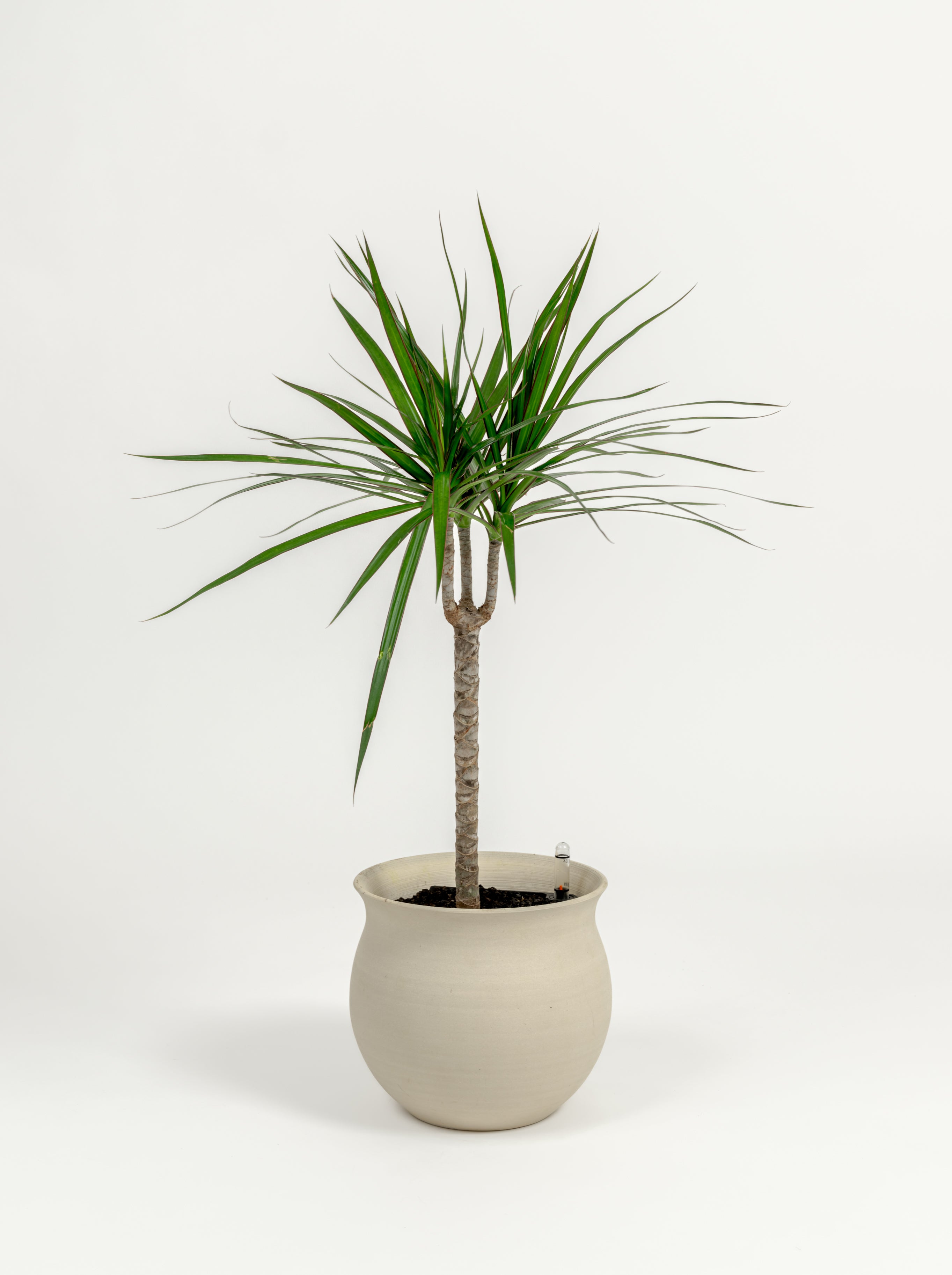 Dracaena marginata (medium)