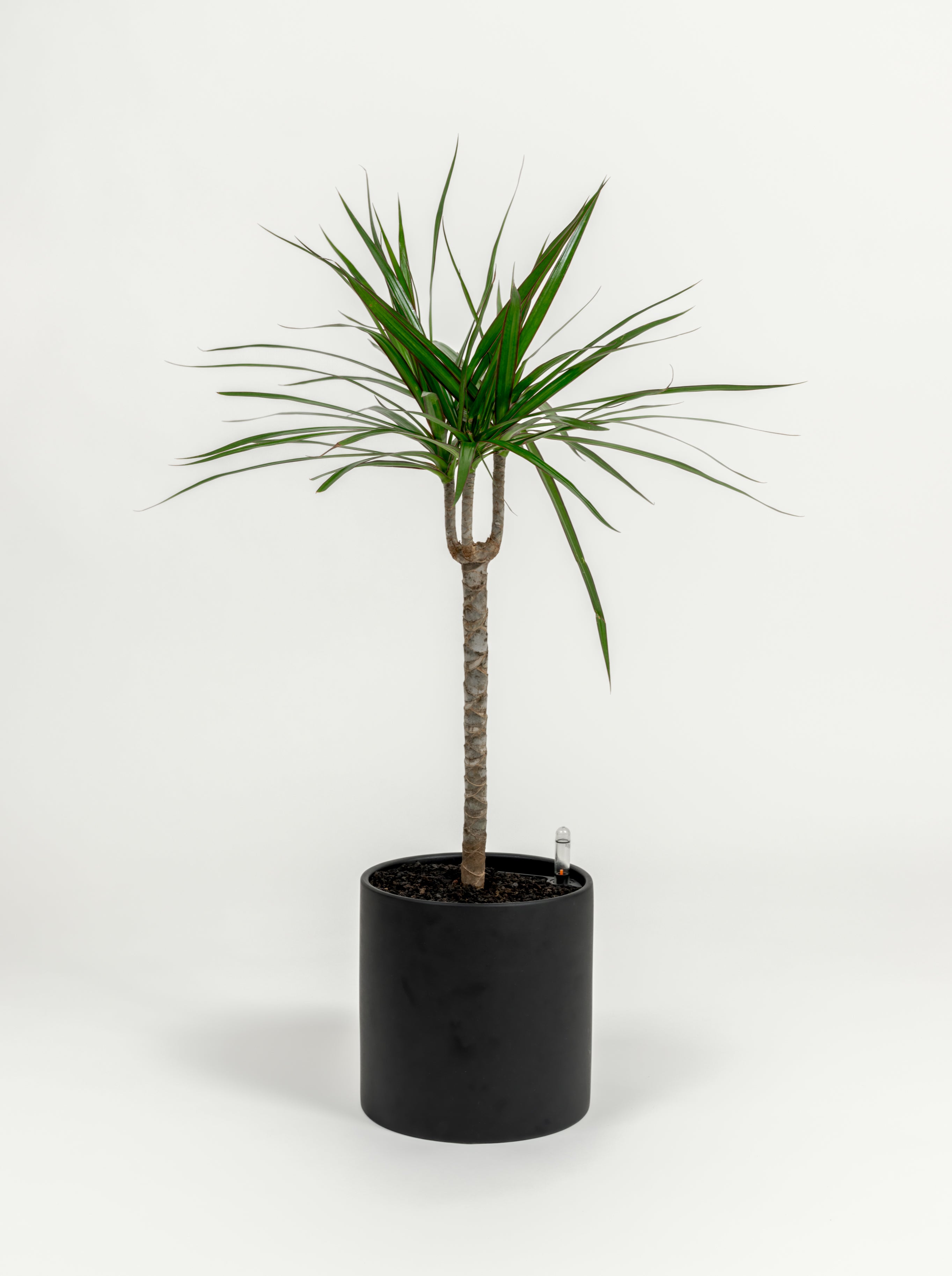 Dracaena marginata (medium)