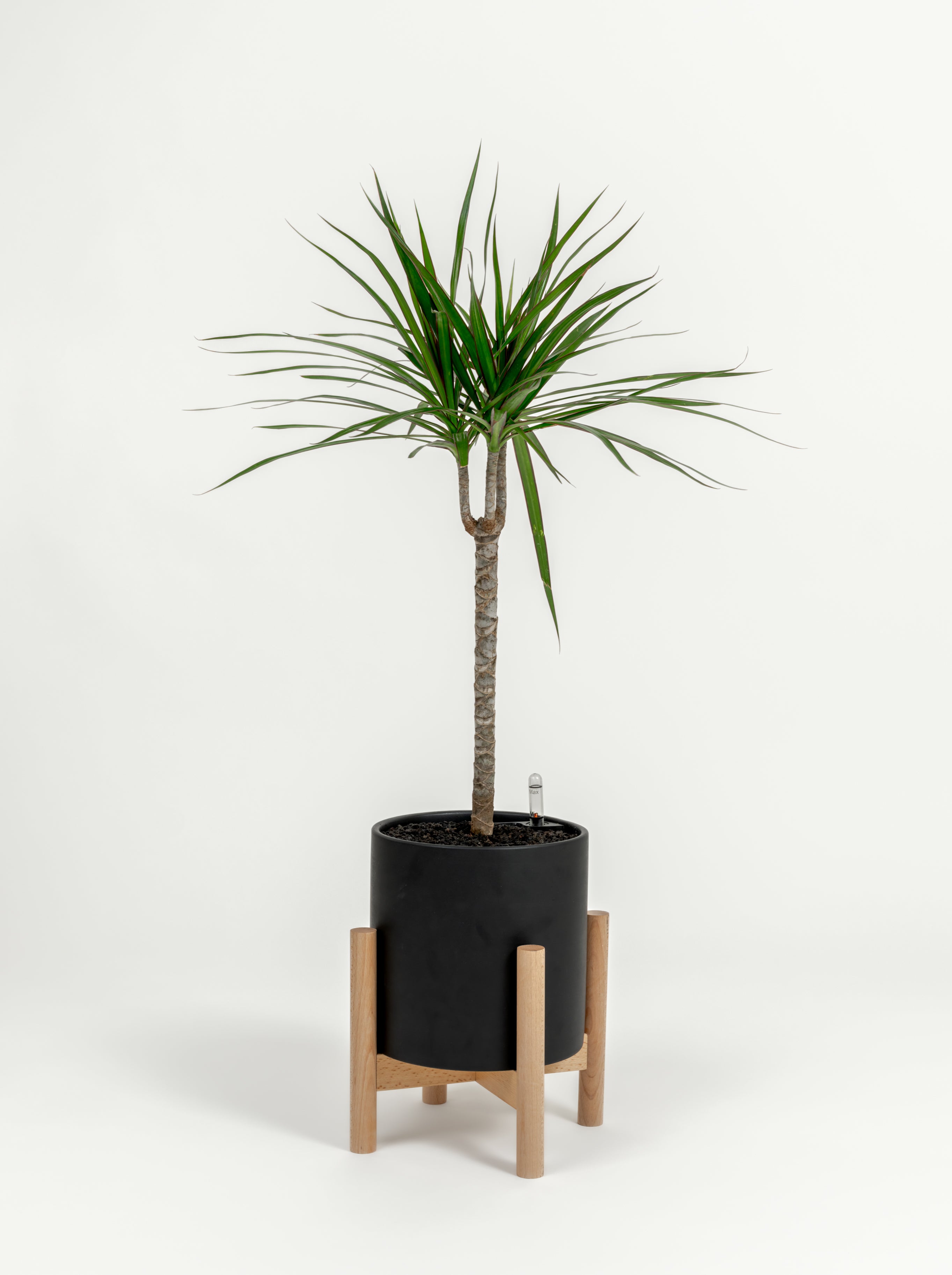 Dracaena marginata (medium)