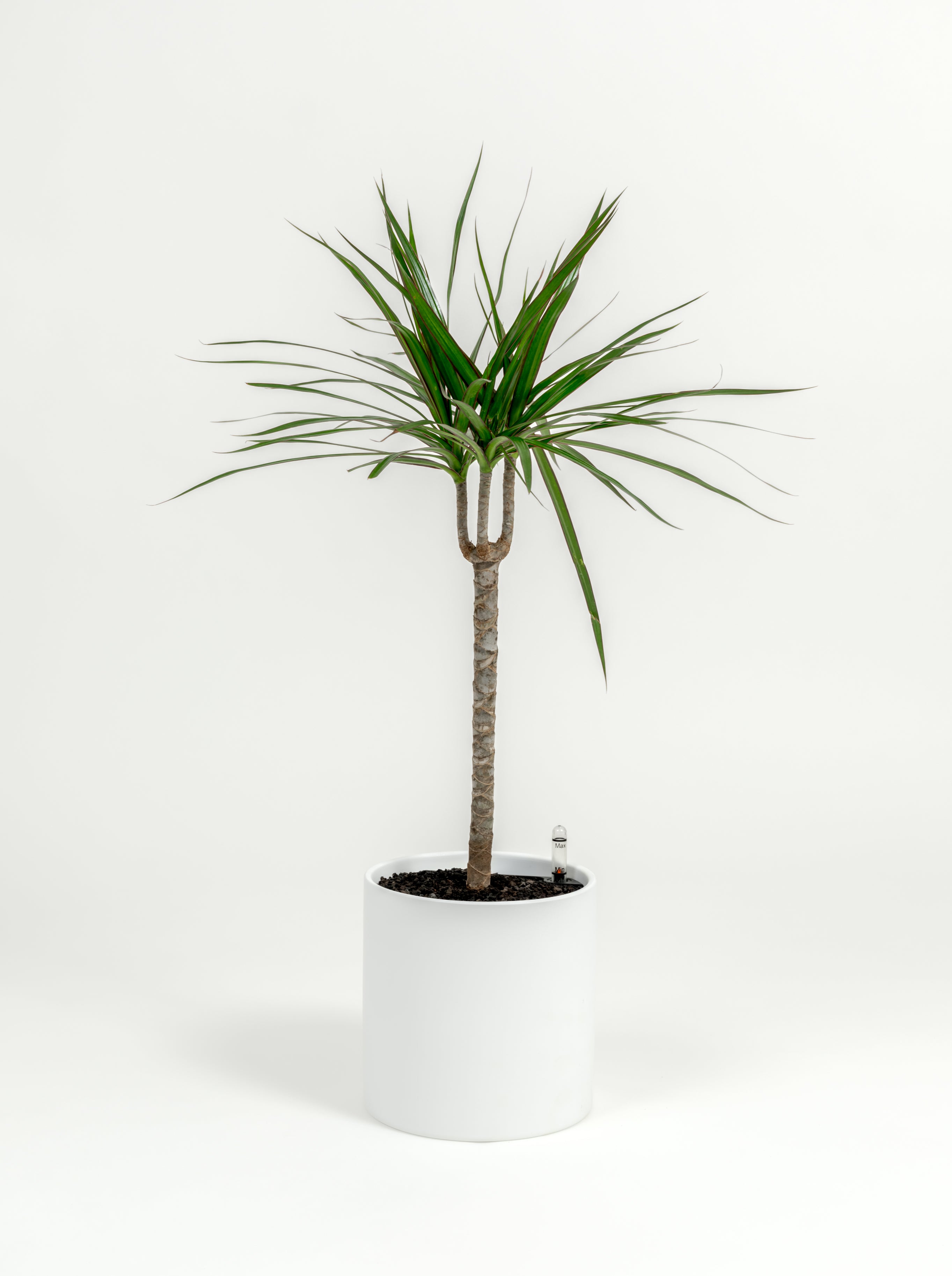 Dracaena marginata (medium)