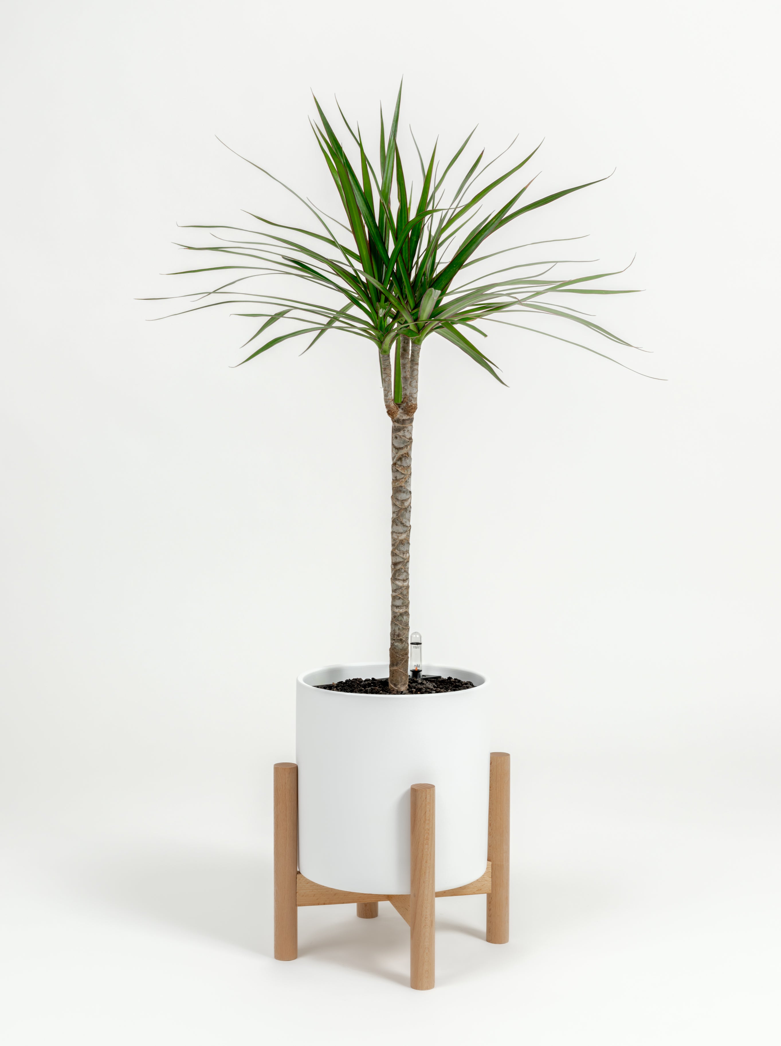 Dracaena marginata (medium)