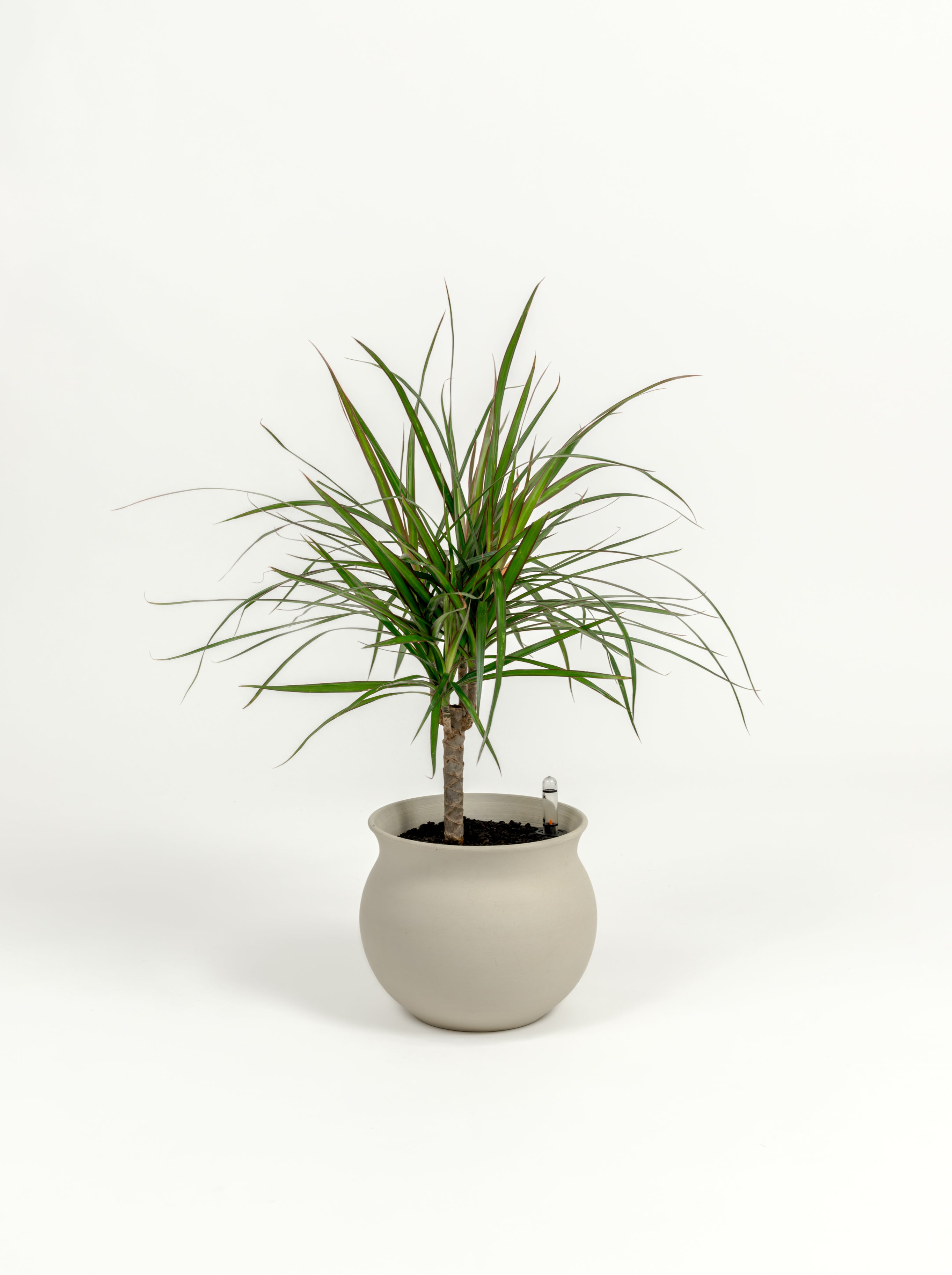 Dracaena marginata (small)
