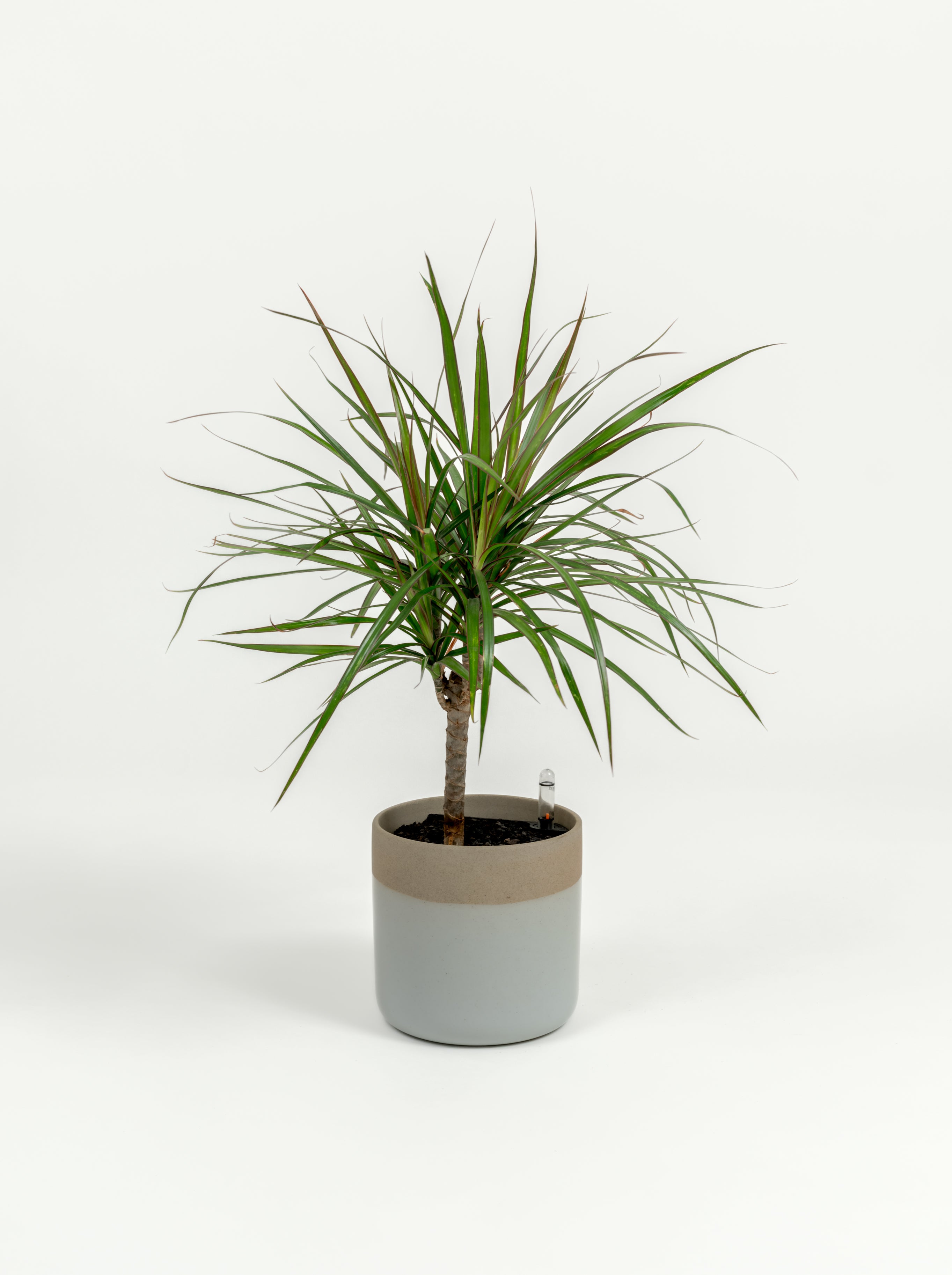 Dracaena marginata (small)