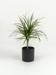 Dracaena Marginata Magenta - Dracaena marginata - in a medium black PLANTWELL premium self-watering ceramic pot - Pacific planter