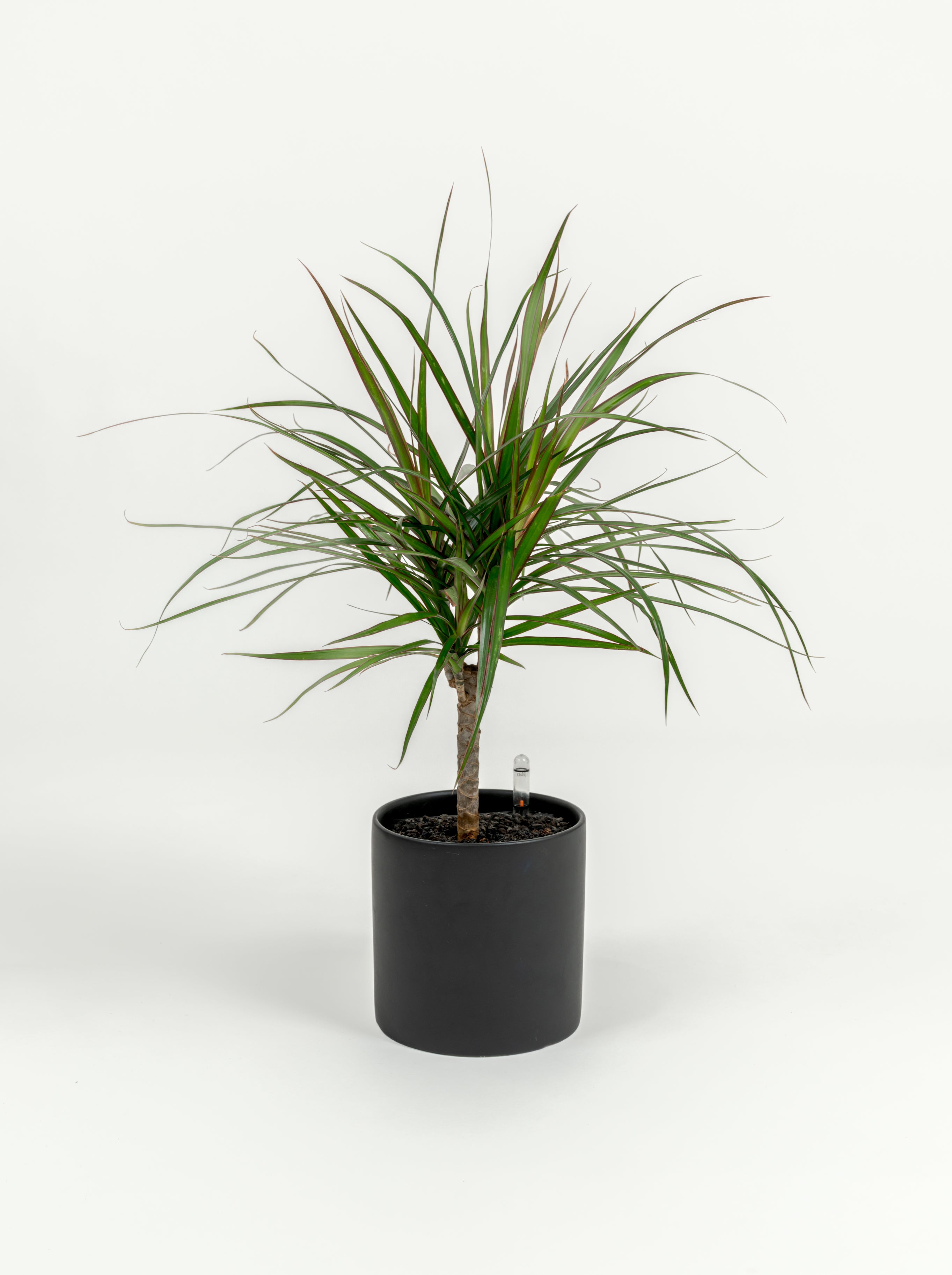 Dracaena marginata (small)