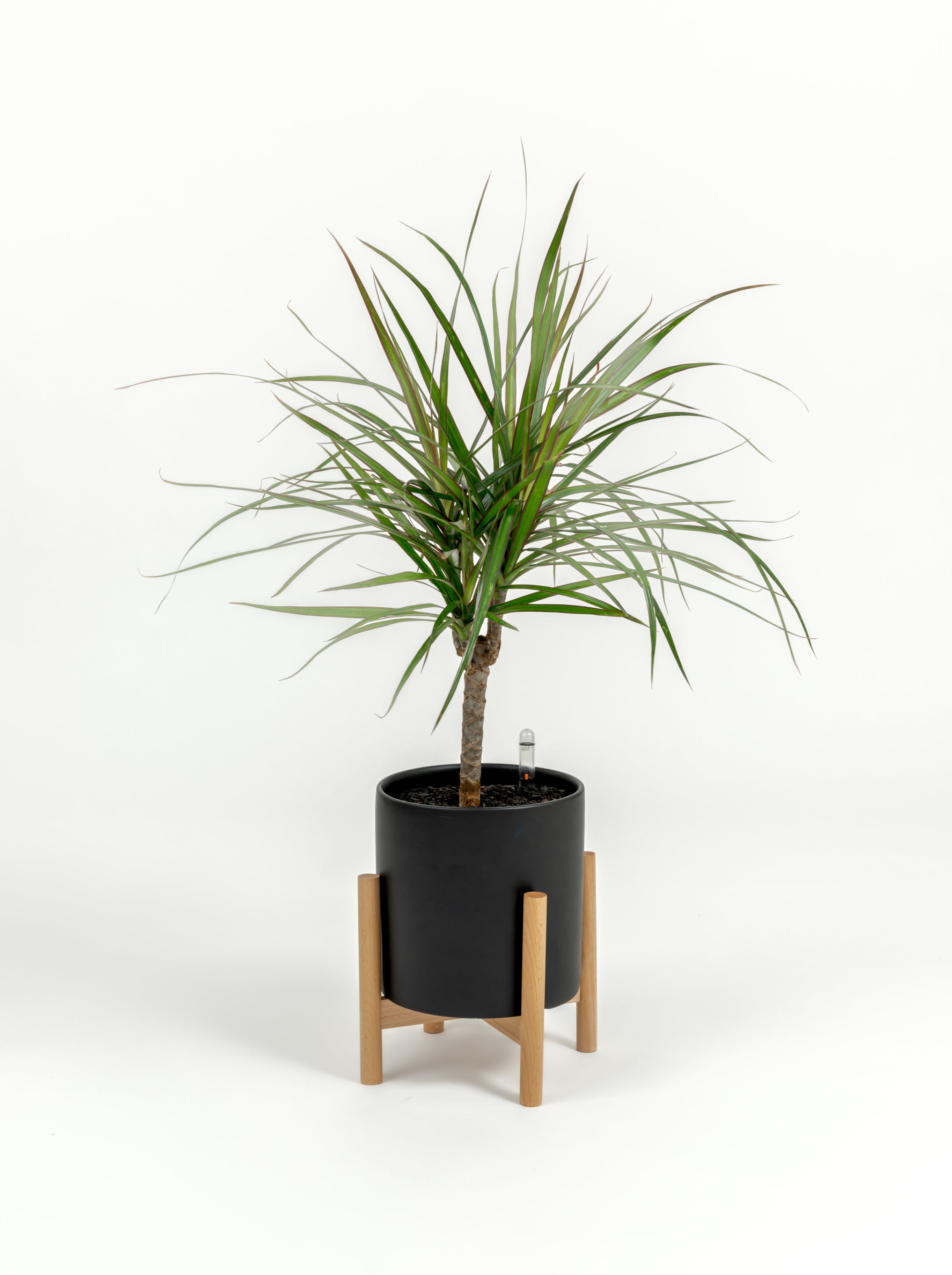 Dracaena marginata (small)