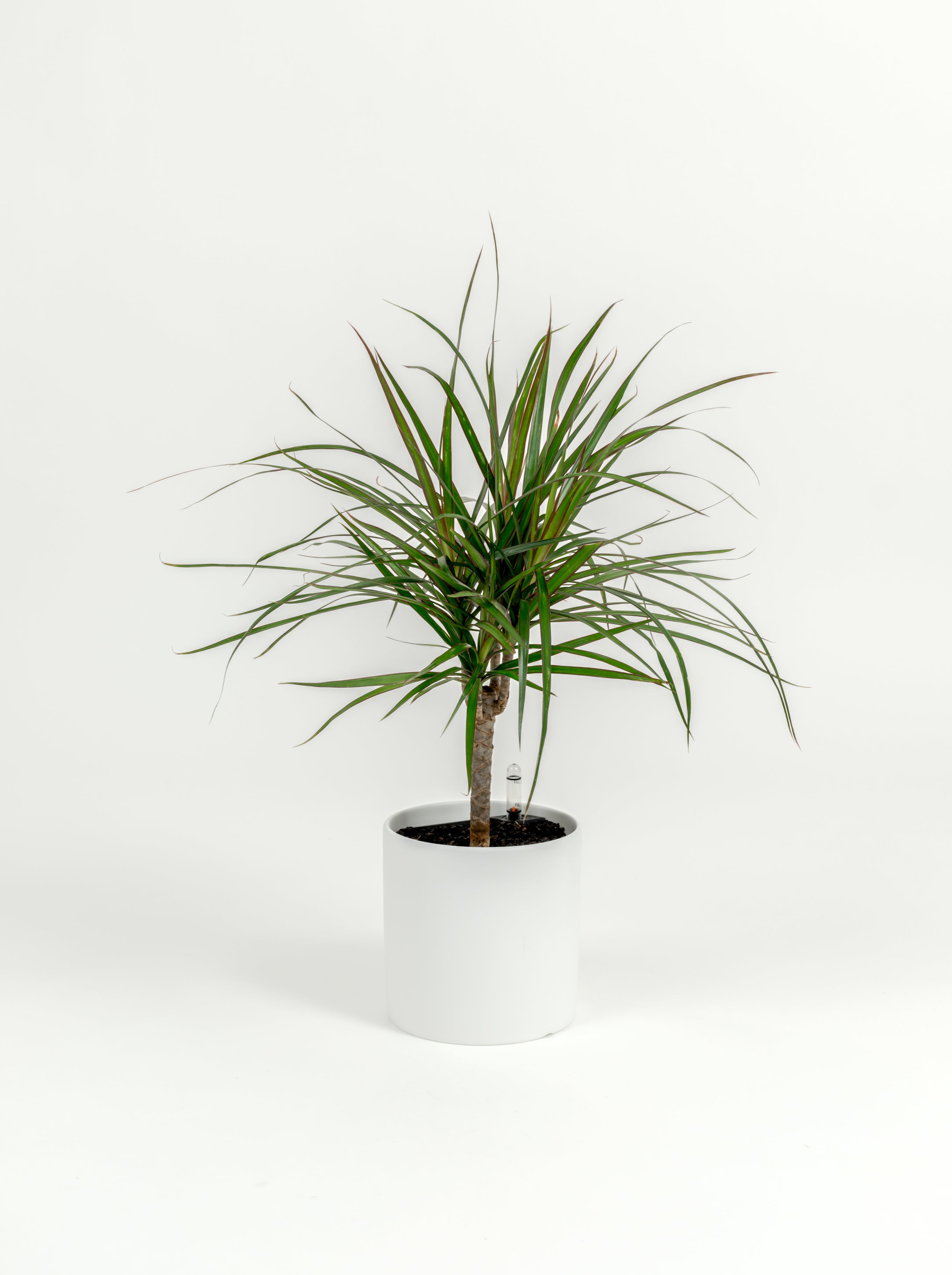 Dracaena marginata (small)