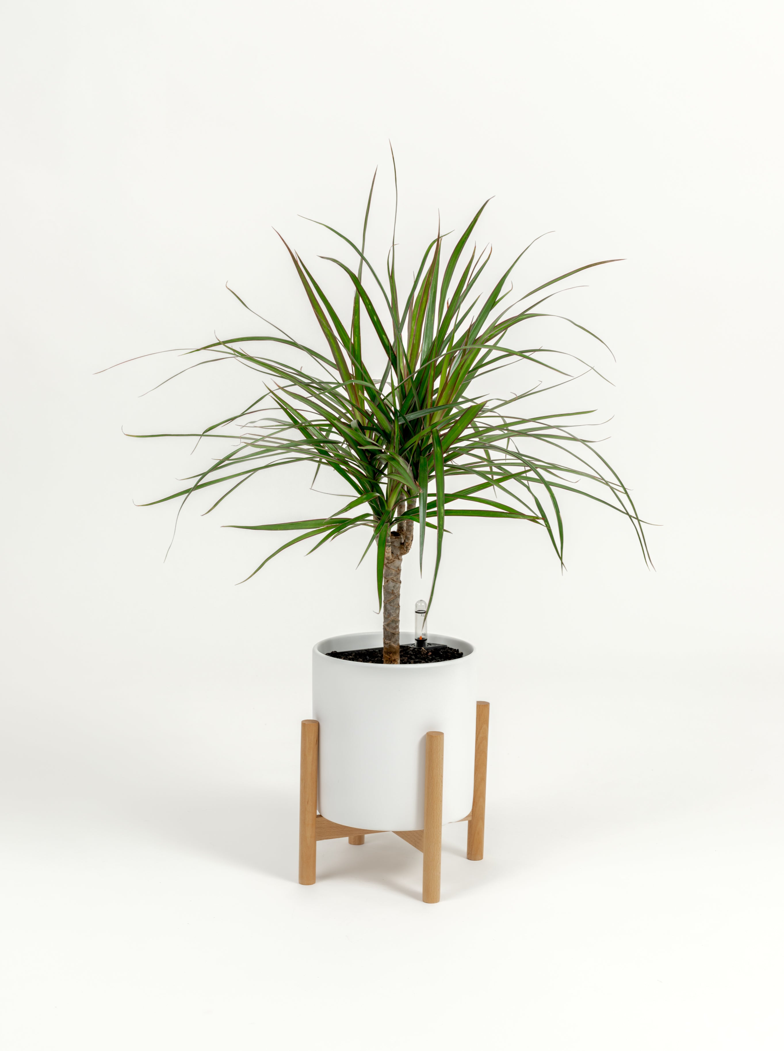 Dracaena marginata (small)