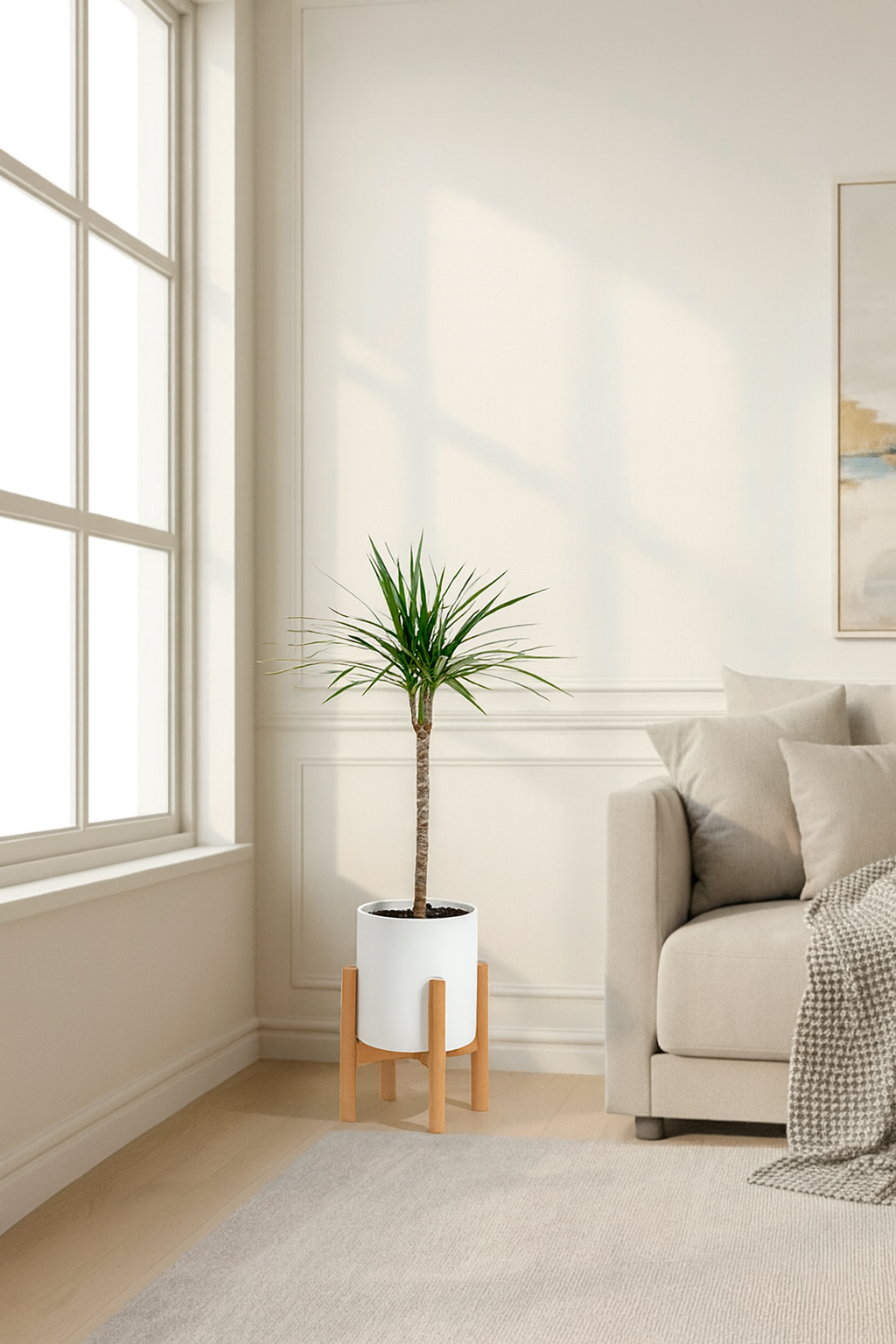 Dracaena marginata