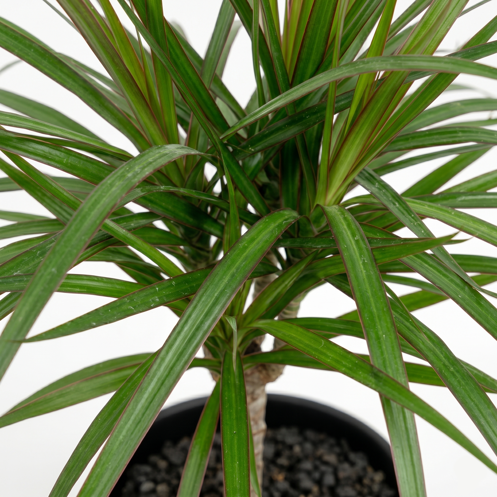 Dragon Tree