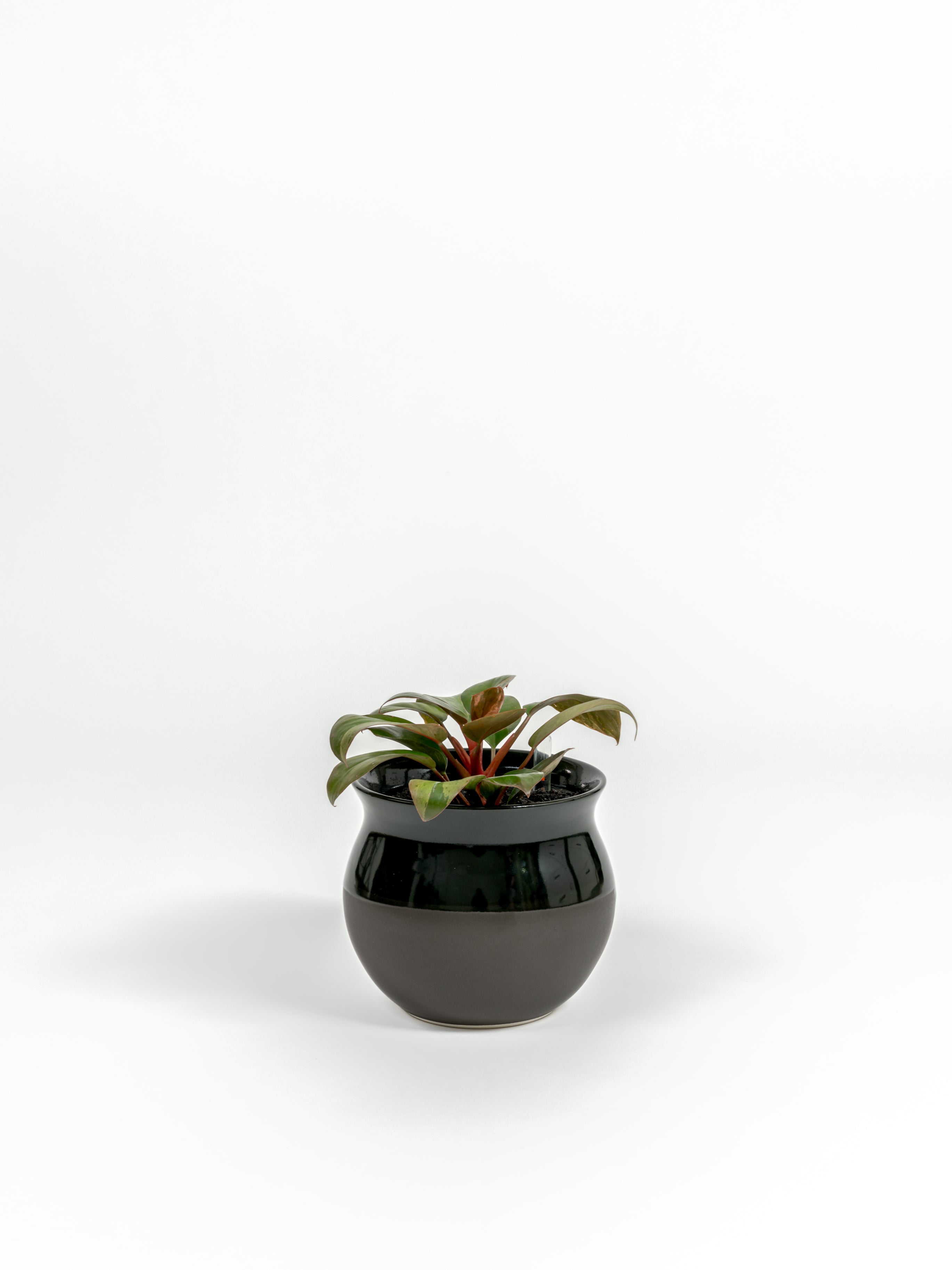 Philodendron hybrid 'Dwarf Red Congo' (small)